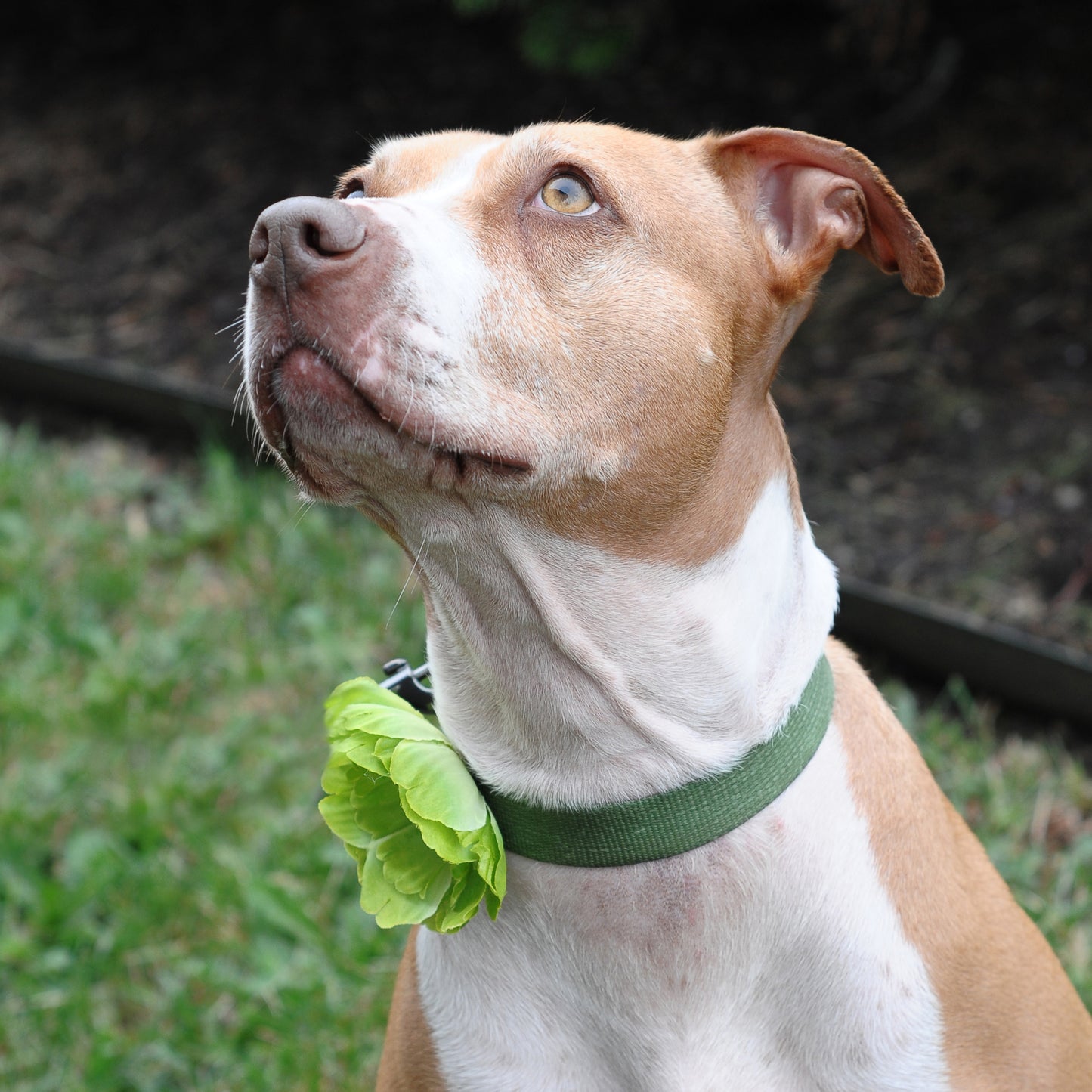 Peony Dog Collar Bloom Pack