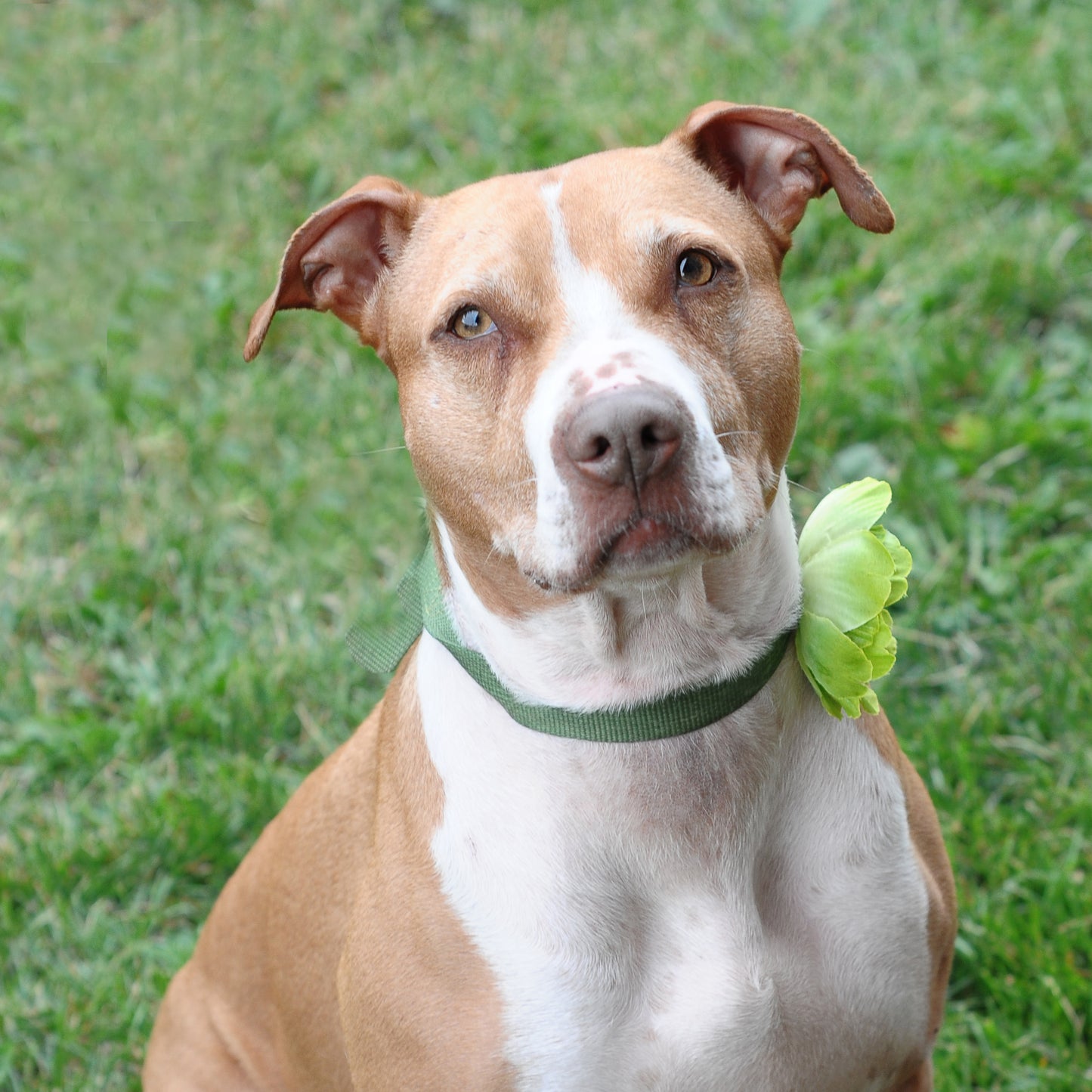 Peony Dog Collar Bloom Pack