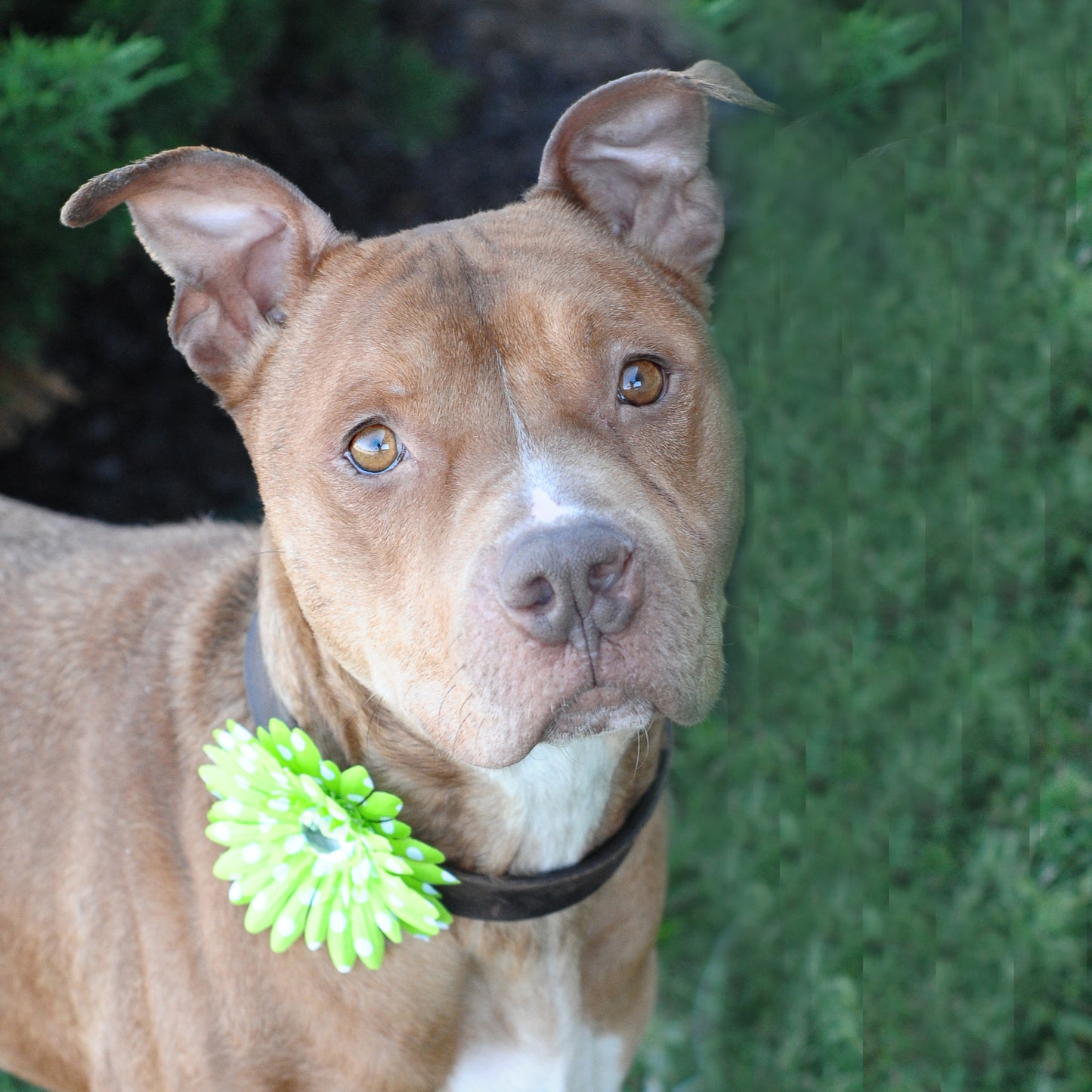 Daisy Dog Collar Bloom Pack