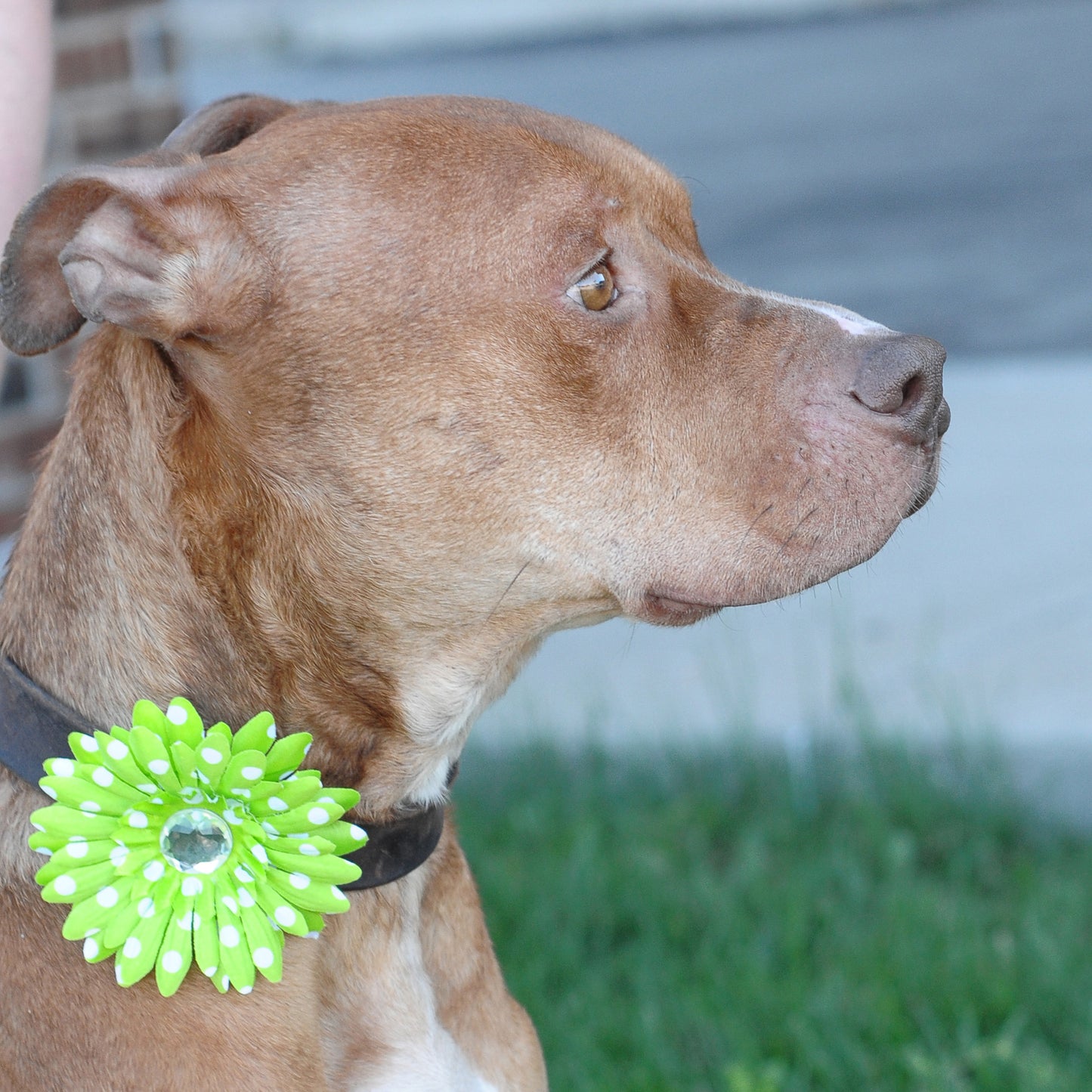 Daisy Dog Collar Bloom Pack