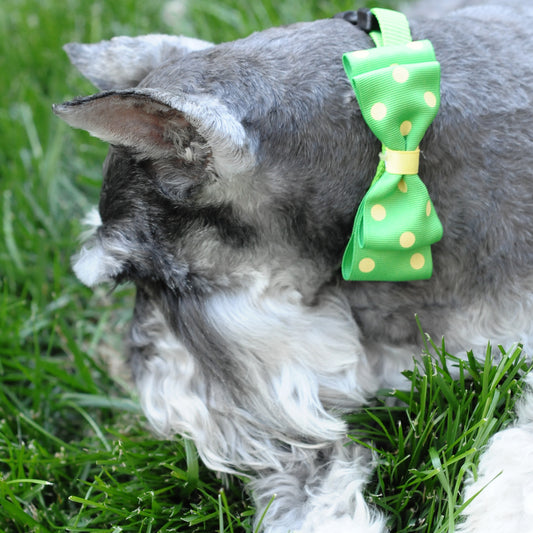 Dog Collar Bowtie Pack Large