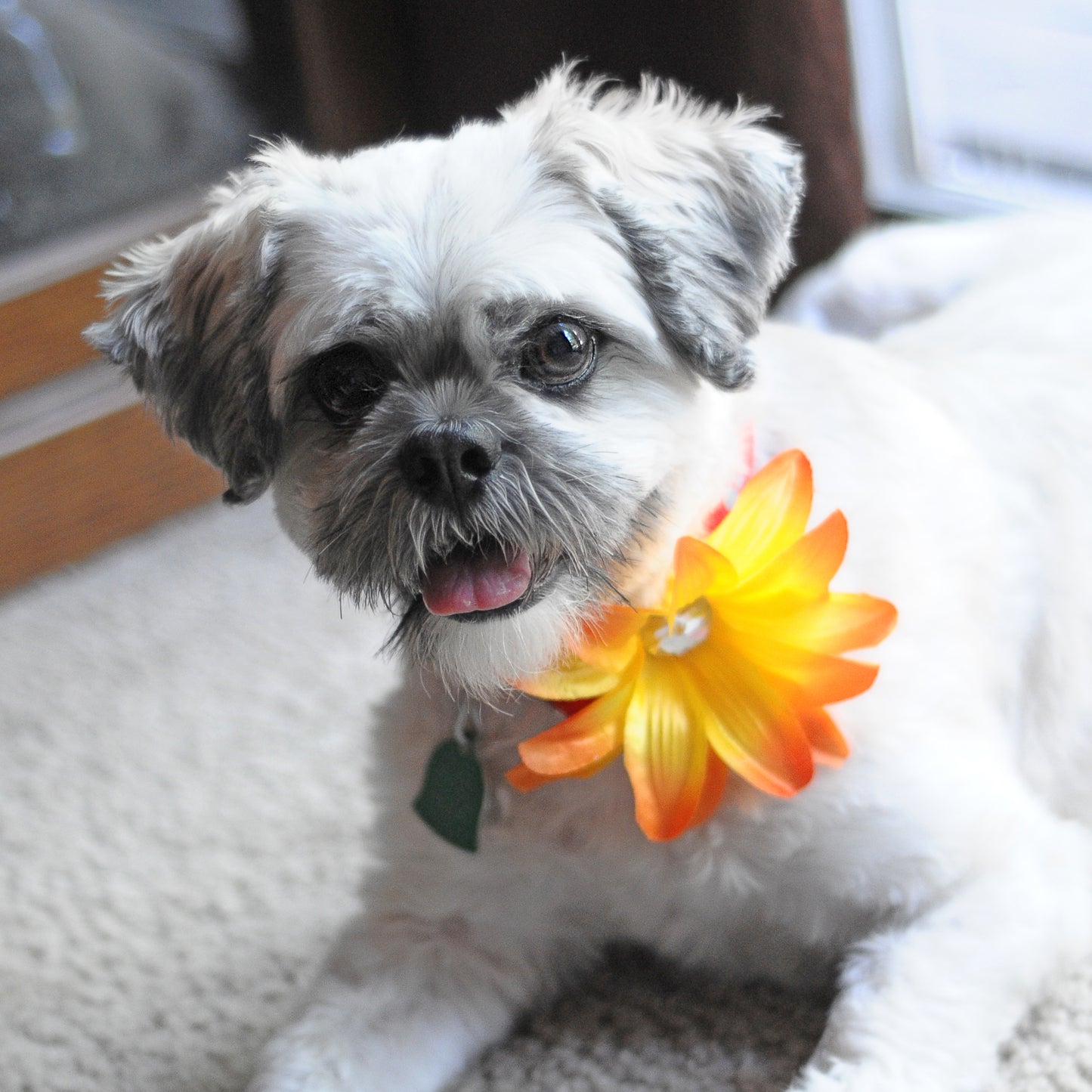 Lily Dog Collar Bloom Pack