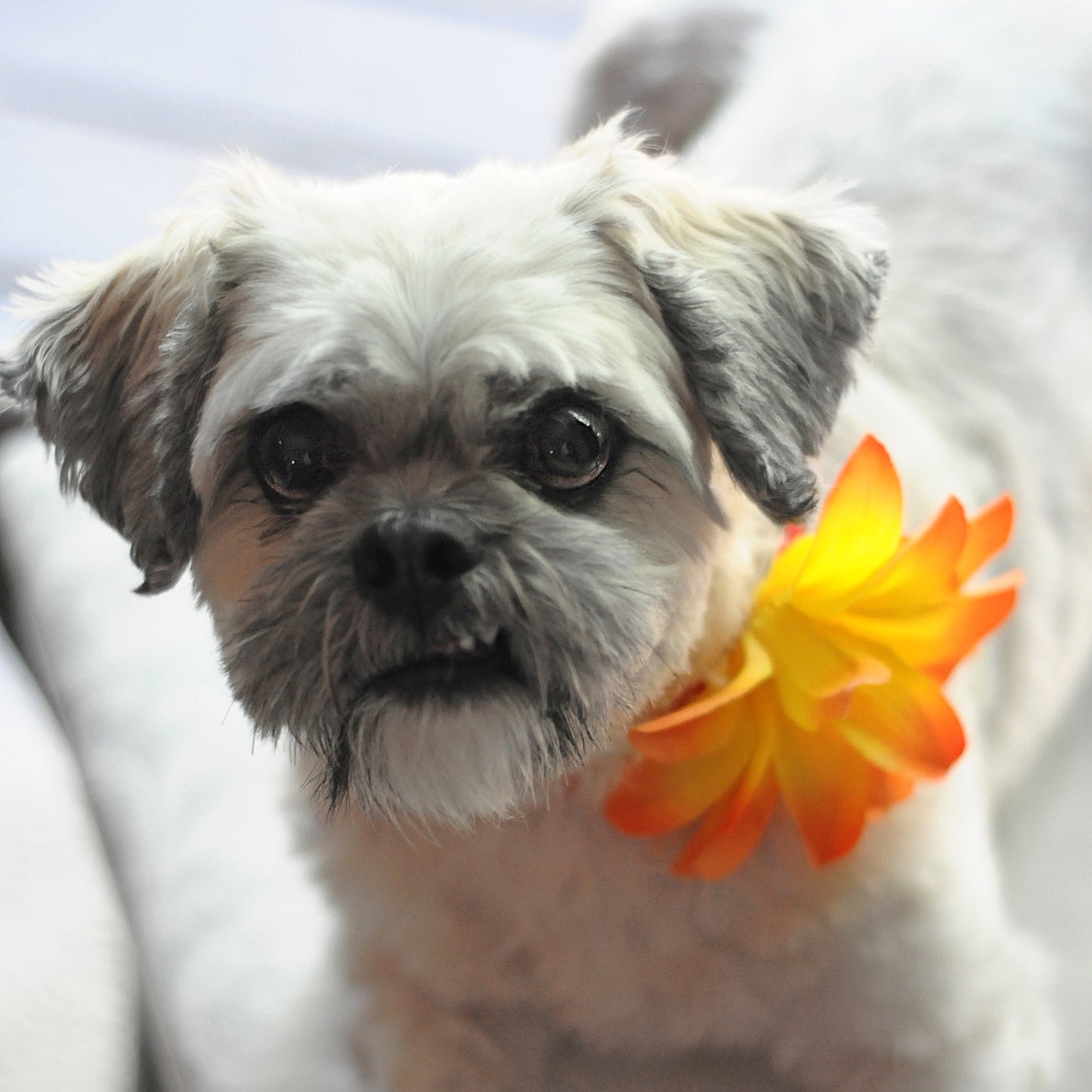 Lily Dog Collar Bloom Pack