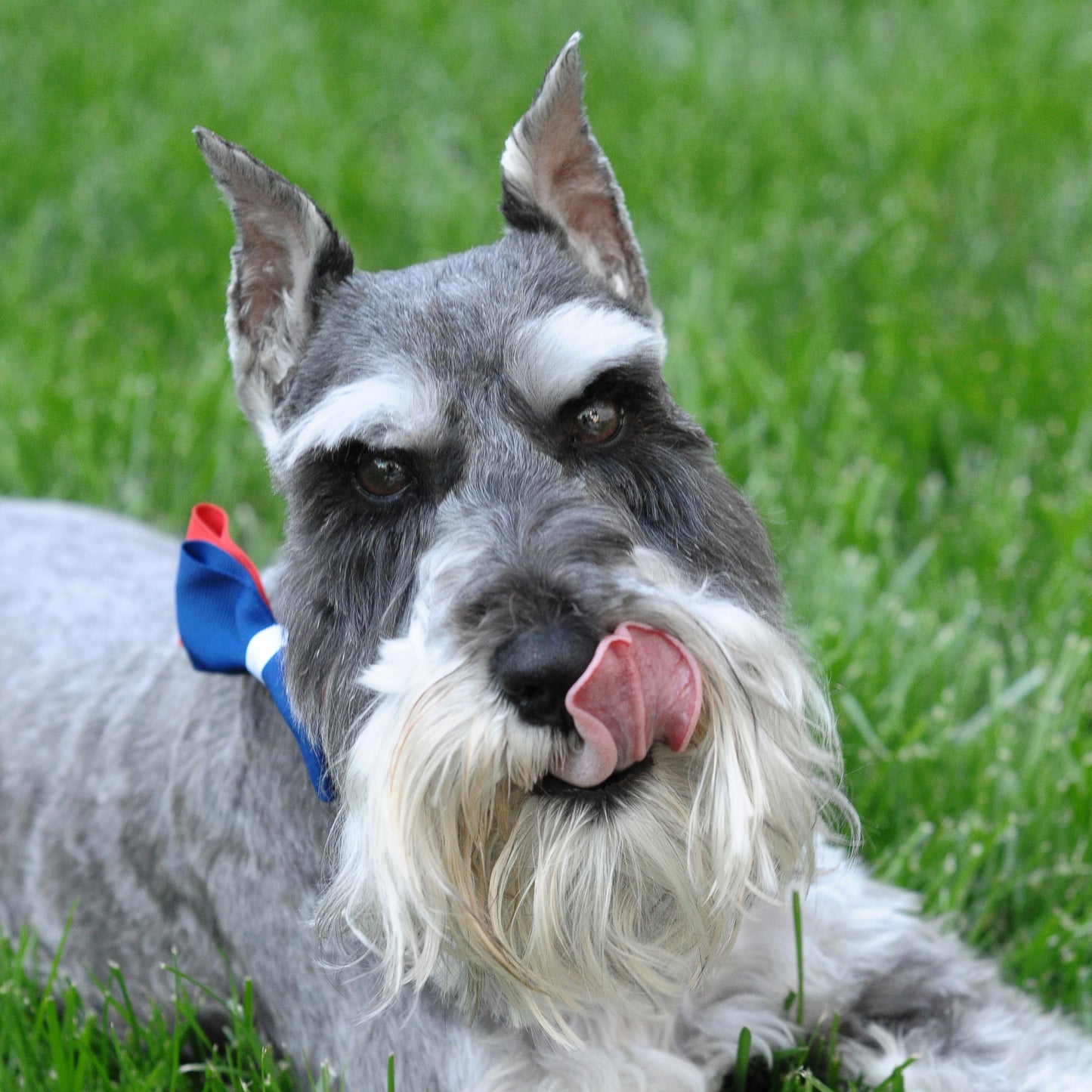 Dog Collar Bowtie Pack Large