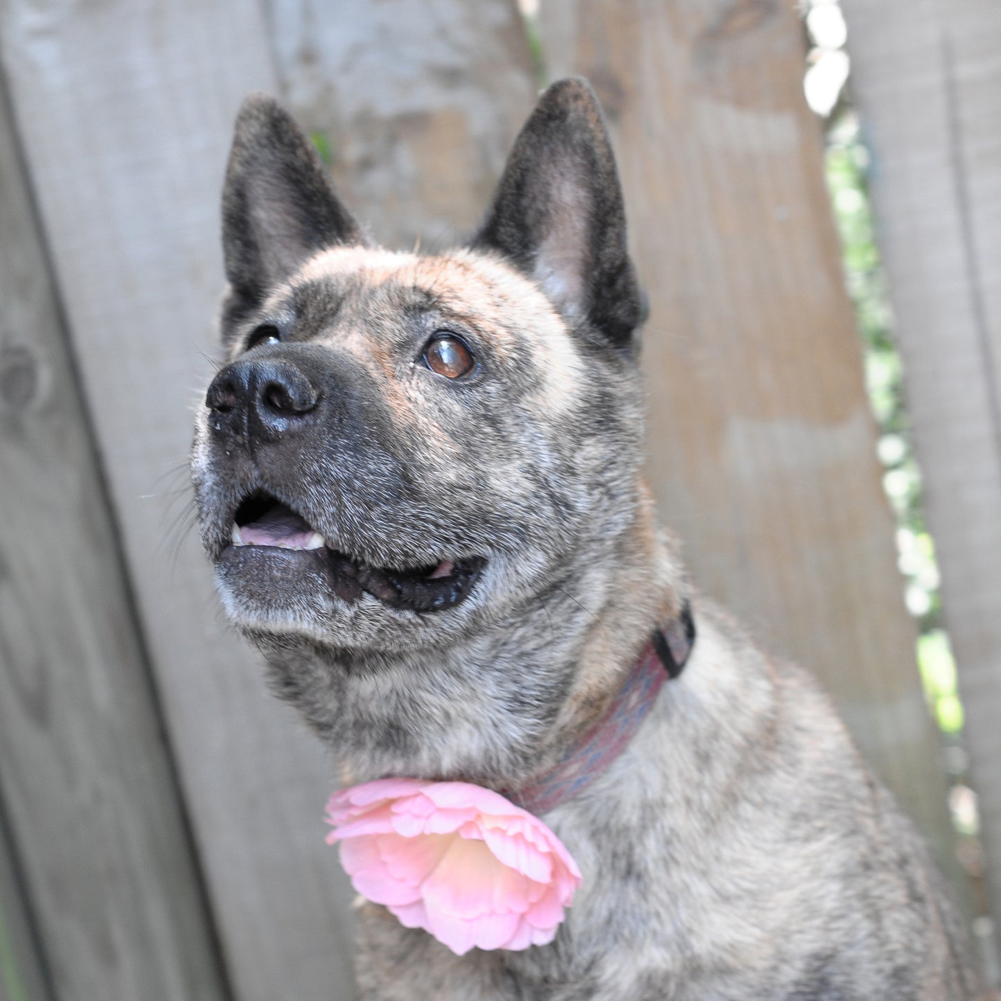 Peony Dog Collar Bloom Pack