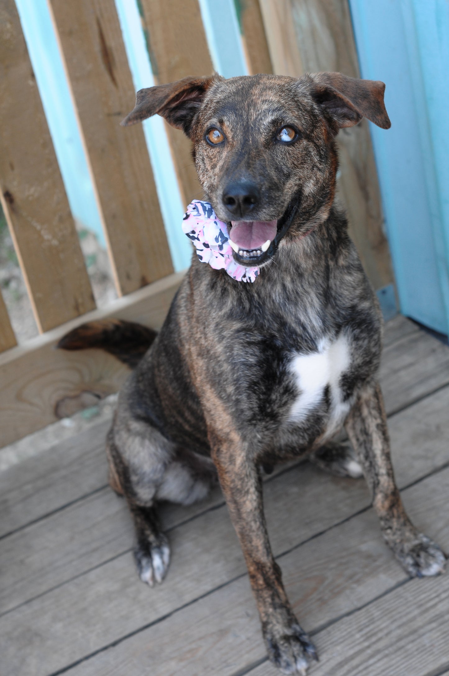 Peony Dog Collar Bloom Pack
