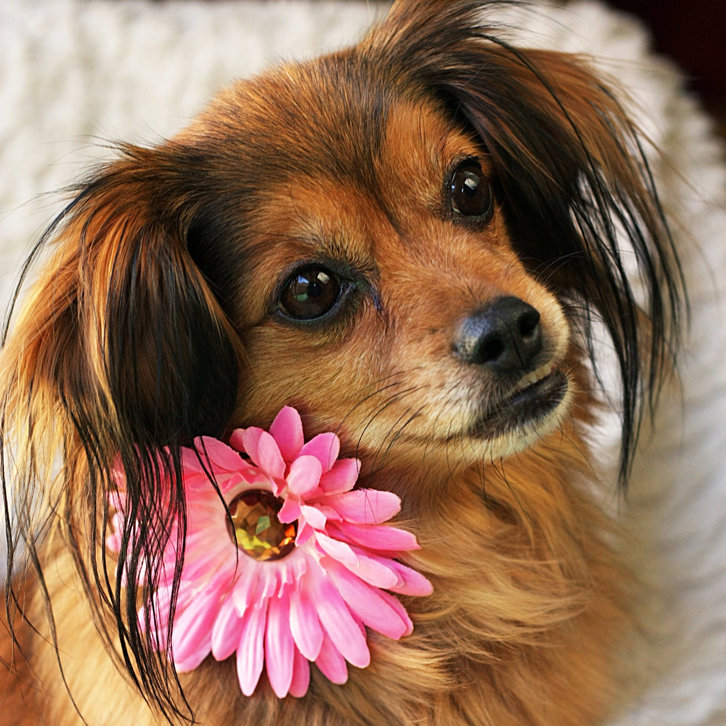 Daisy Dog Collar Bloom Pack