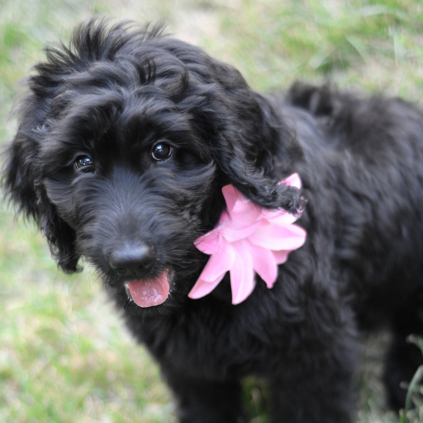 Lily Dog Collar Bloom Pack
