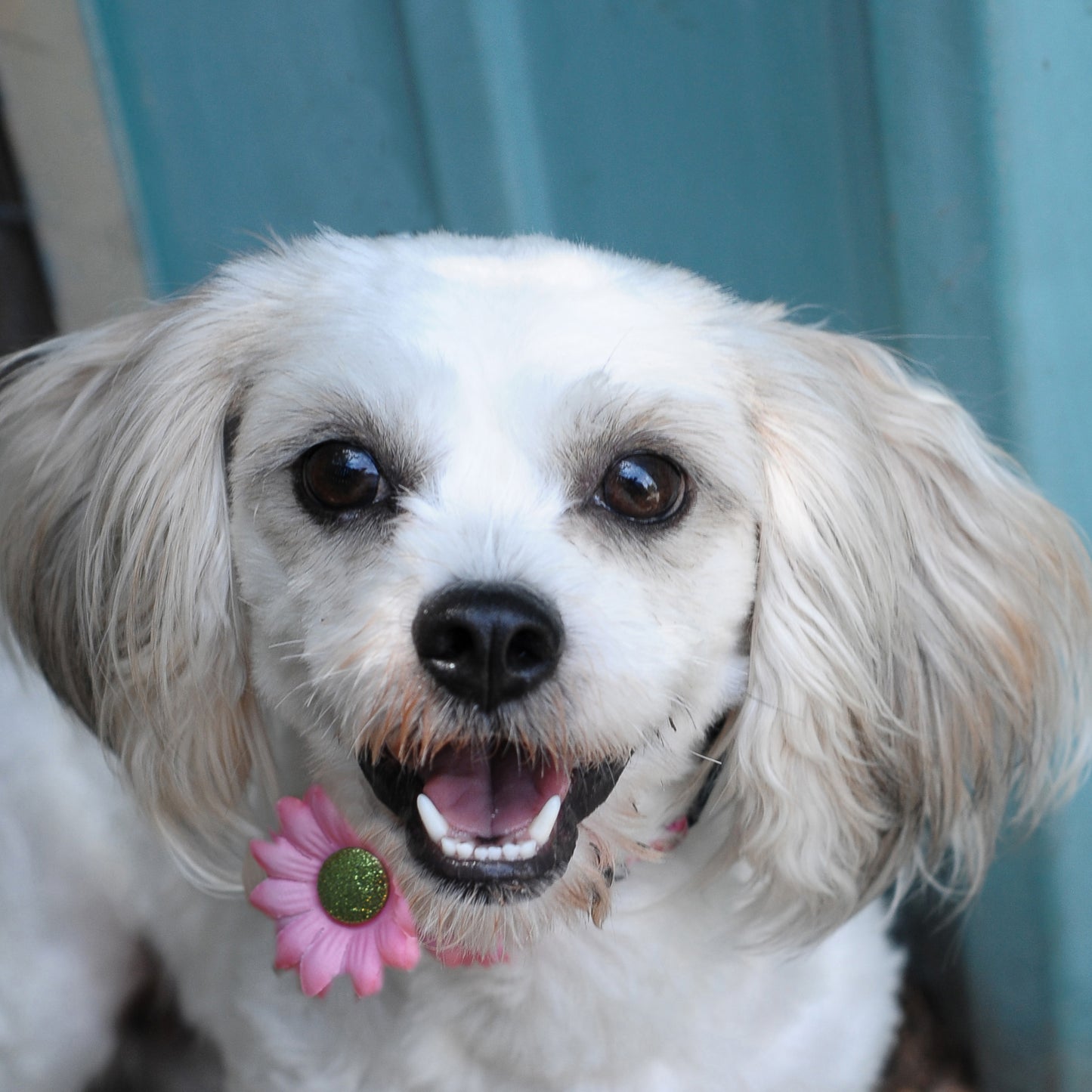 Mini Daisy Dog Collar Bloom Pack