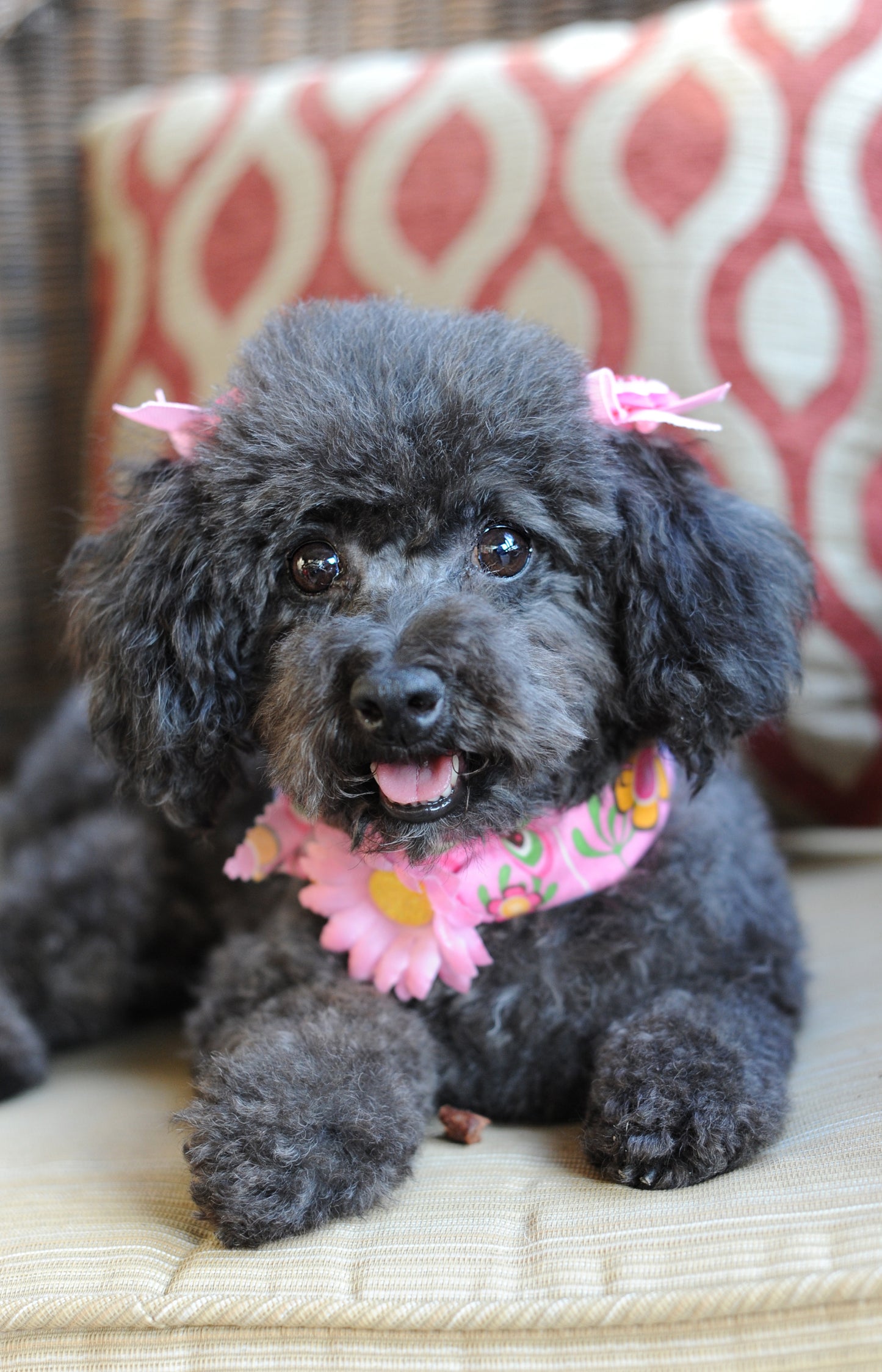 Mini Daisy Dog Collar Bloom Pack