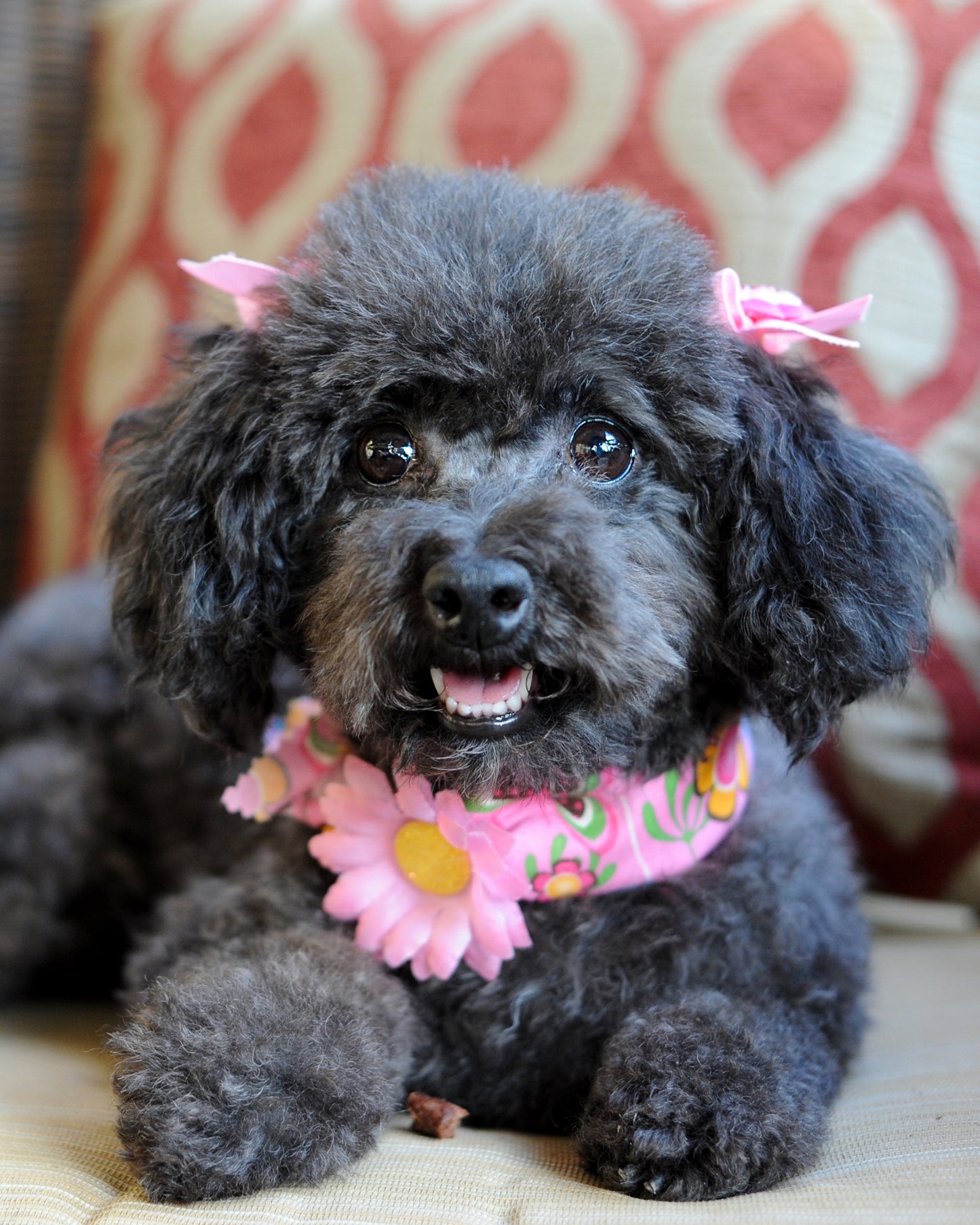 Mini Daisy Dog Collar Bloom Pack