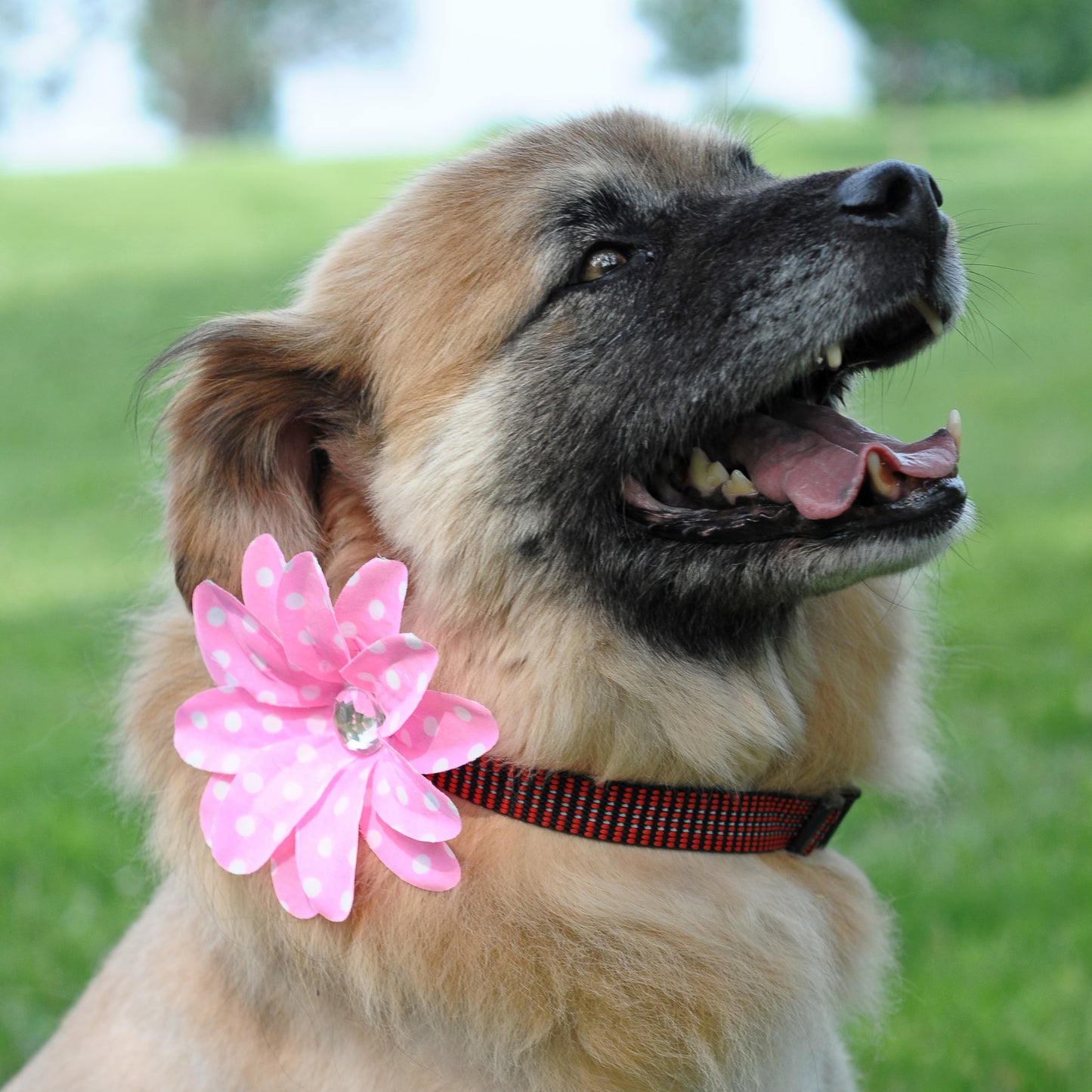 Lily Dog Collar Bloom Pack