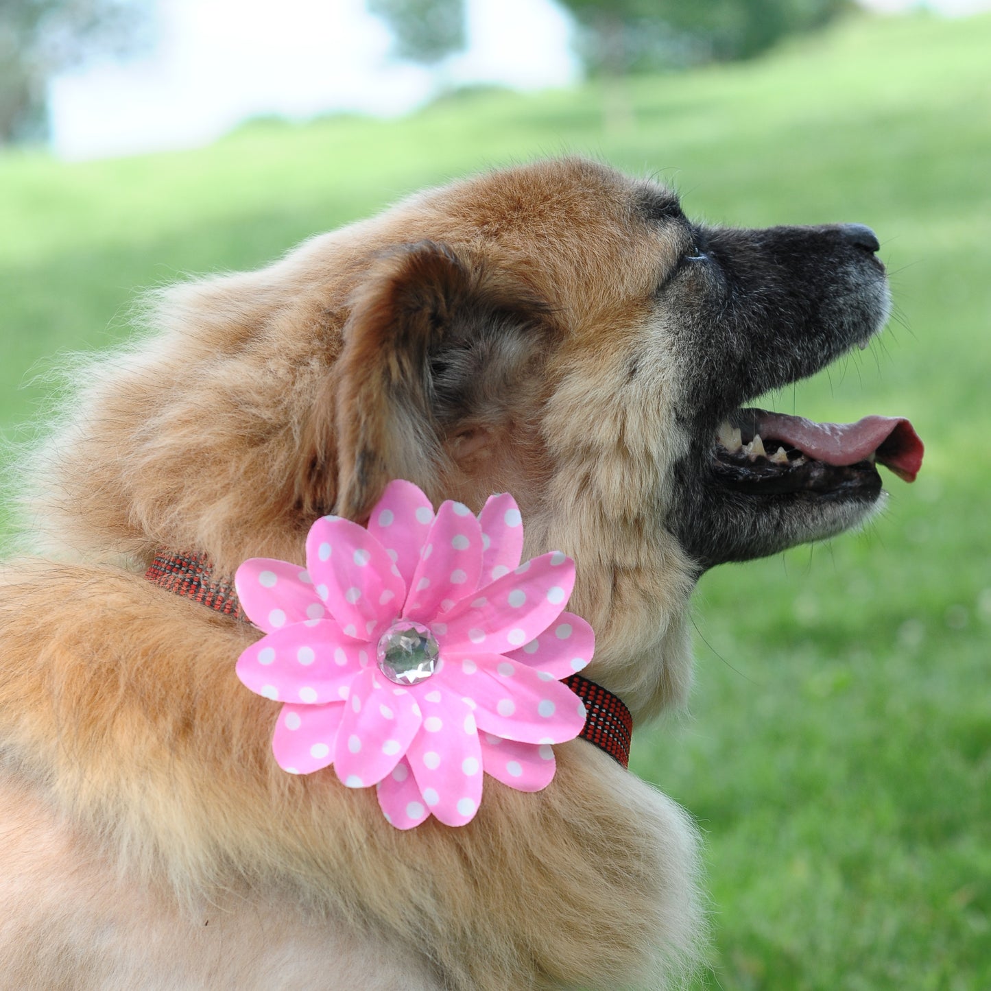 Lily Dog Collar Bloom Pack
