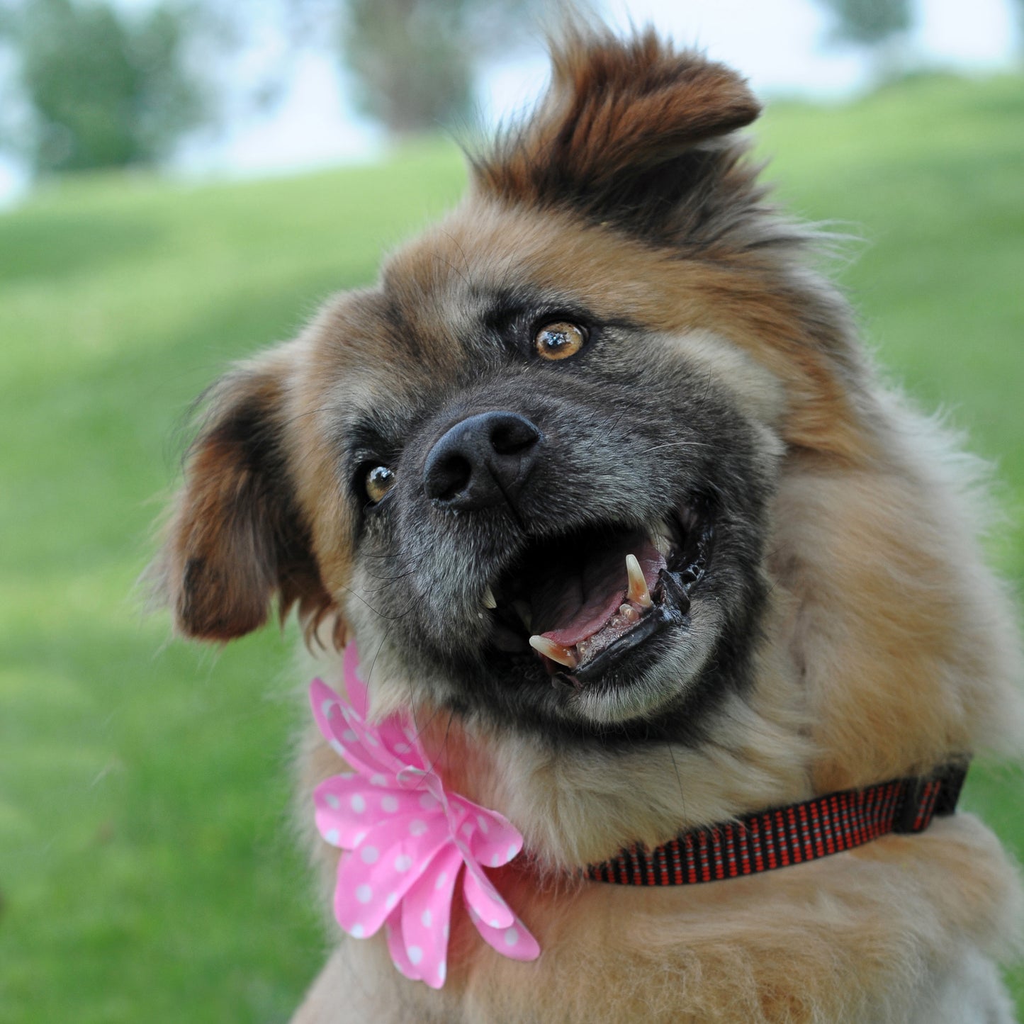 Lily Dog Collar Bloom Pack