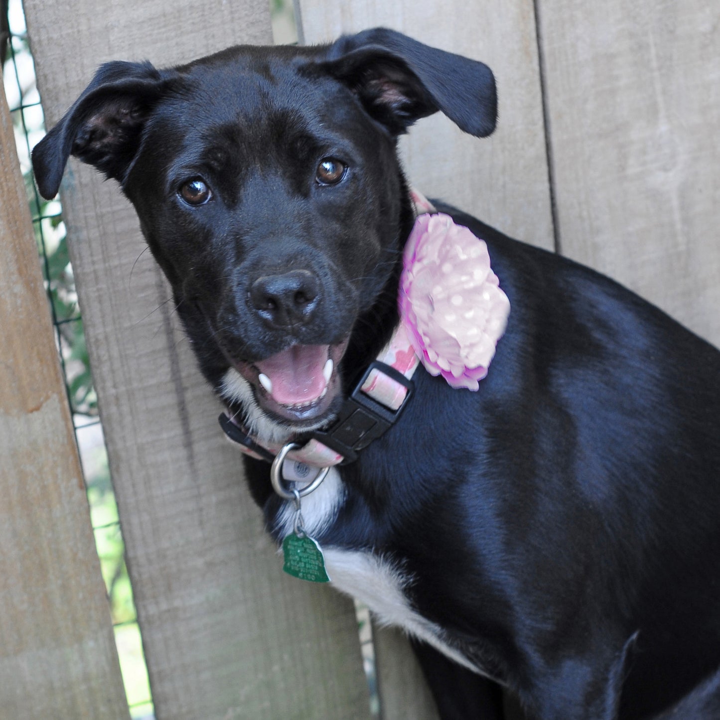 Peony Dog Collar Bloom Pack