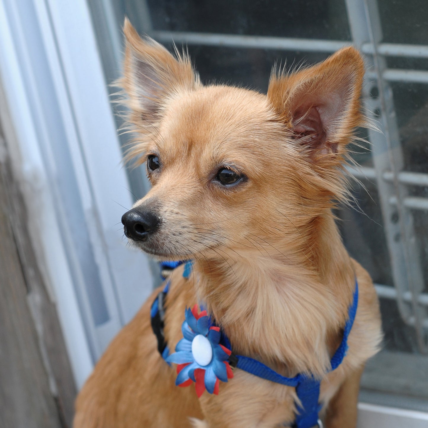 Mini Daisy Dog Collar Bloom Pack