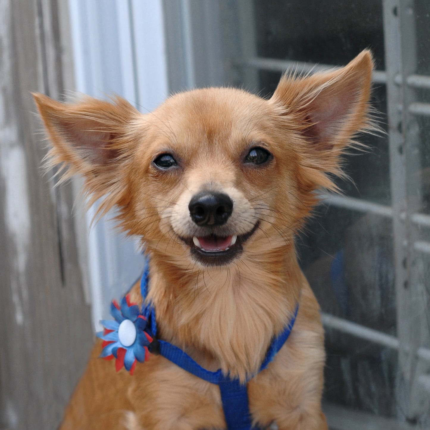 Mini Daisy Dog Collar Bloom Pack