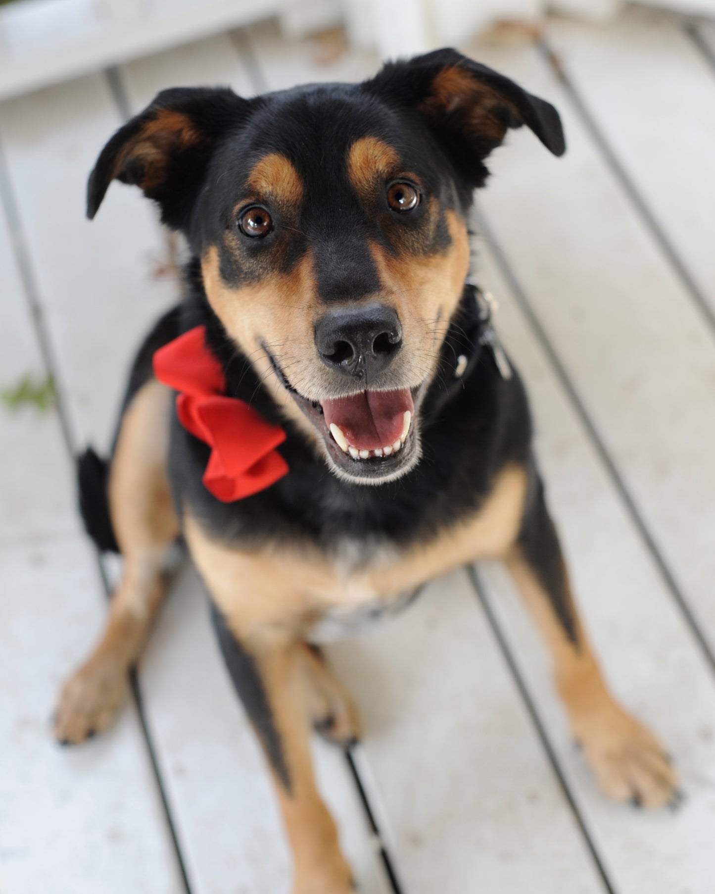 Dog Collar Bow Pack Large