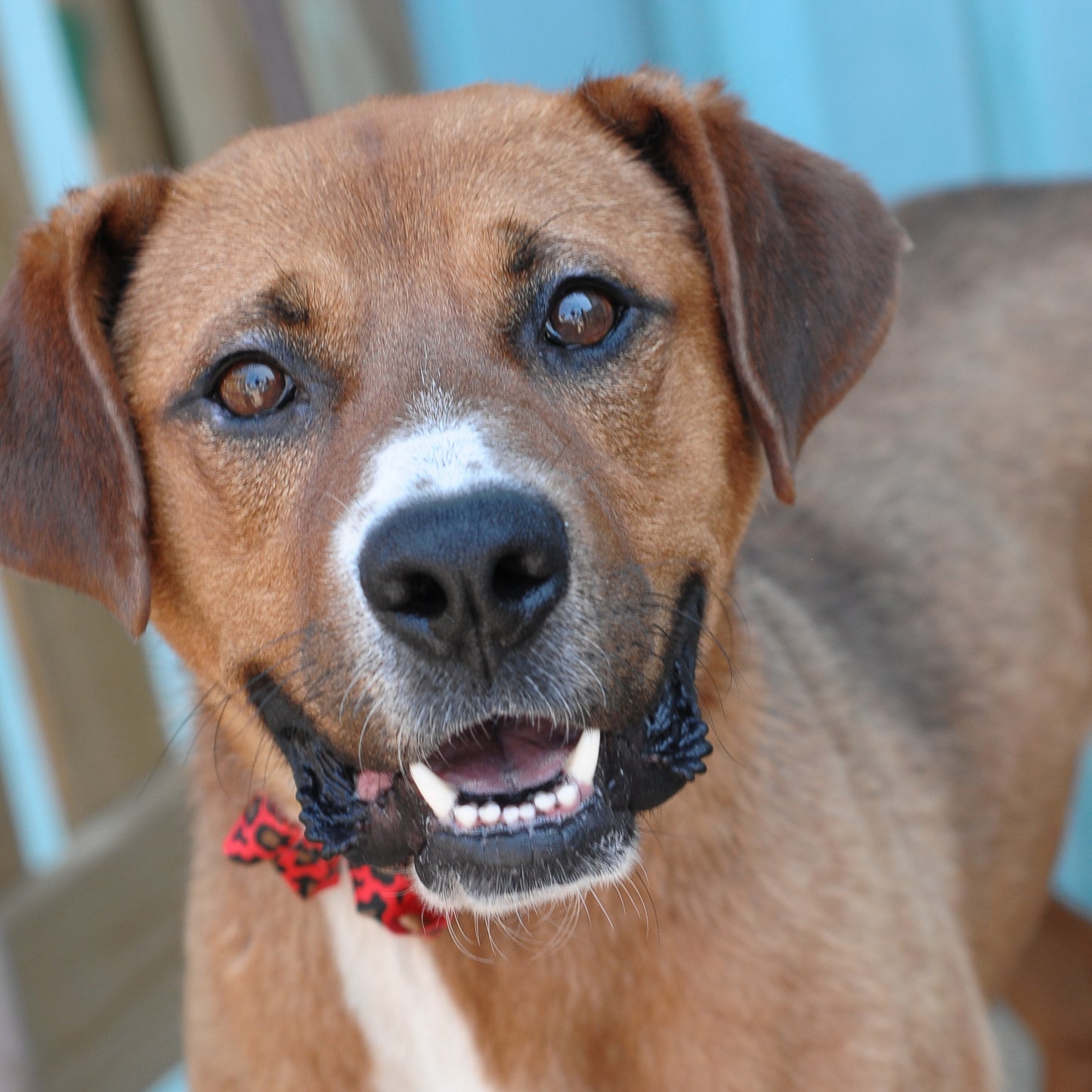 Dog Collar Bow Pack Bitty