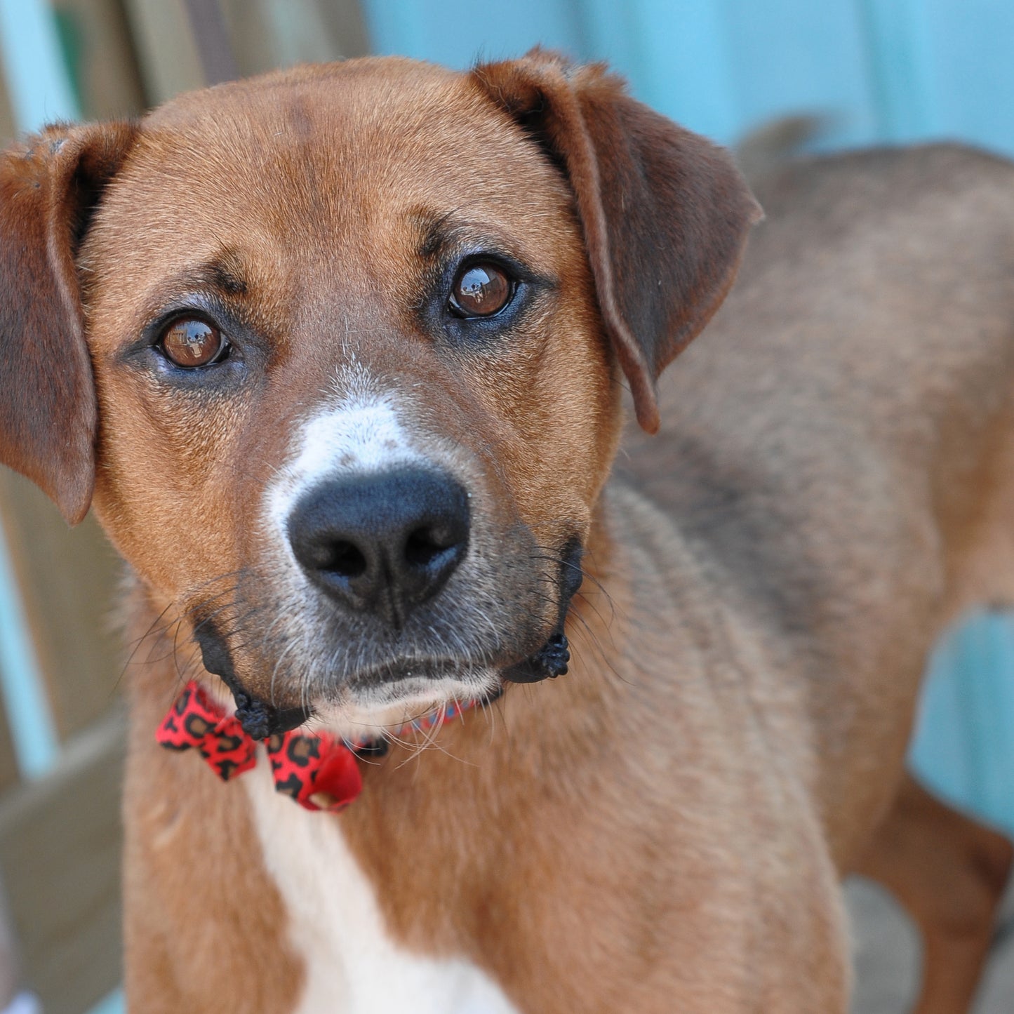 Dog Collar Bow Pack Bitty