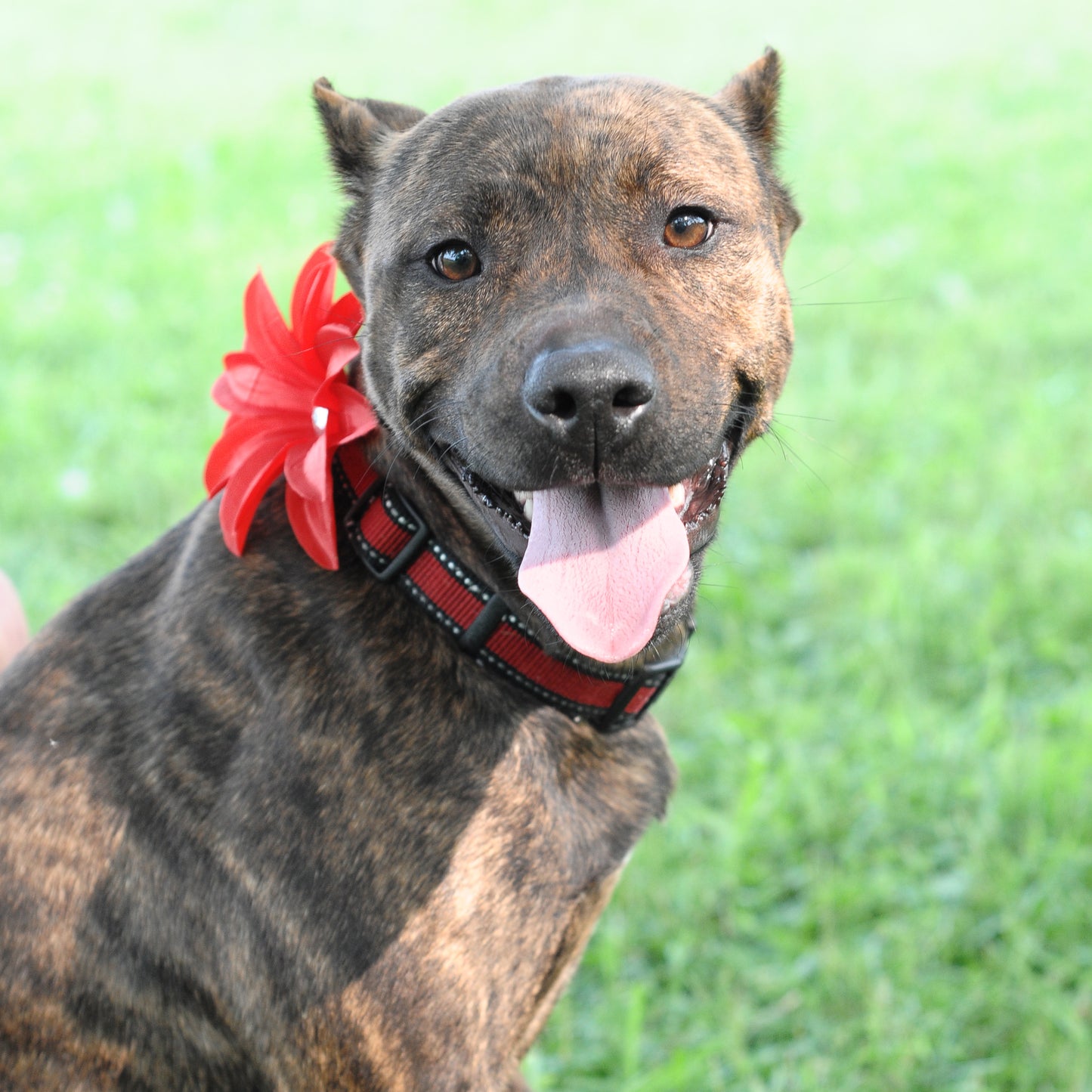 Lily Dog Collar Bloom Pack