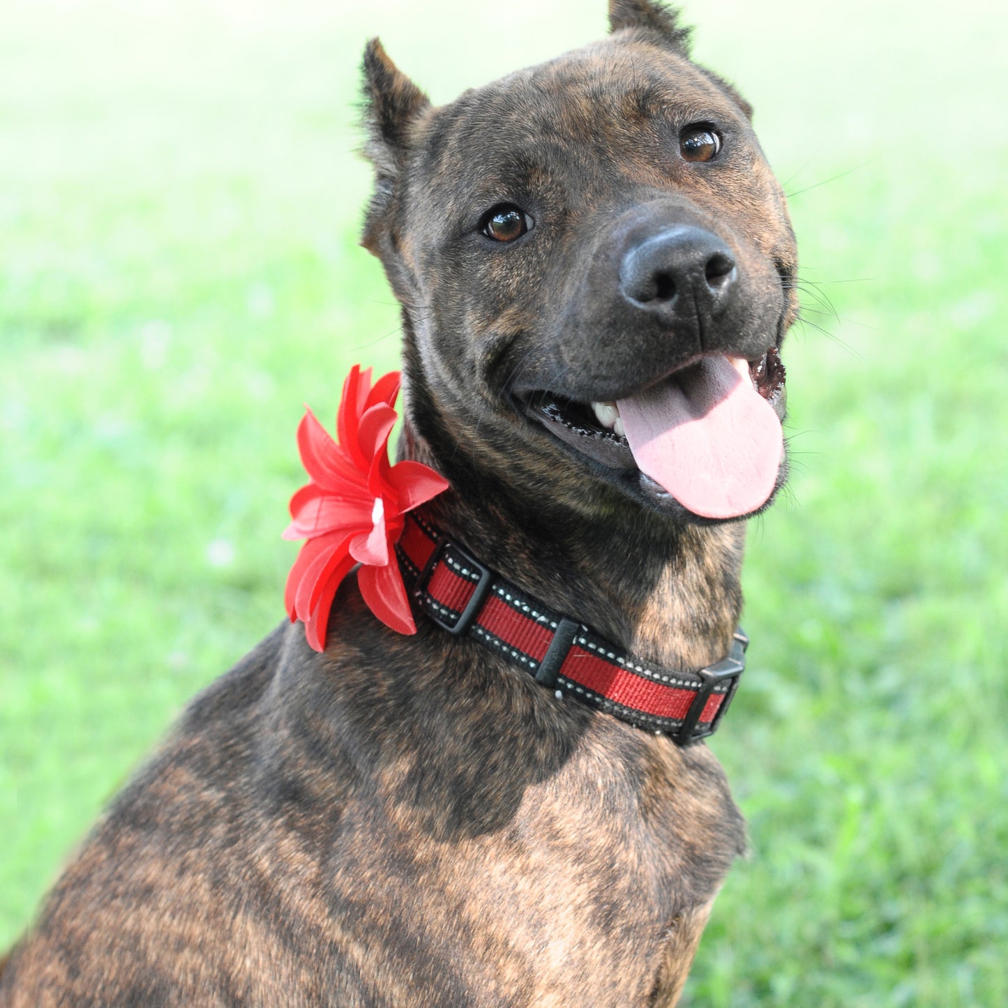 Lily Dog Collar Bloom Pack