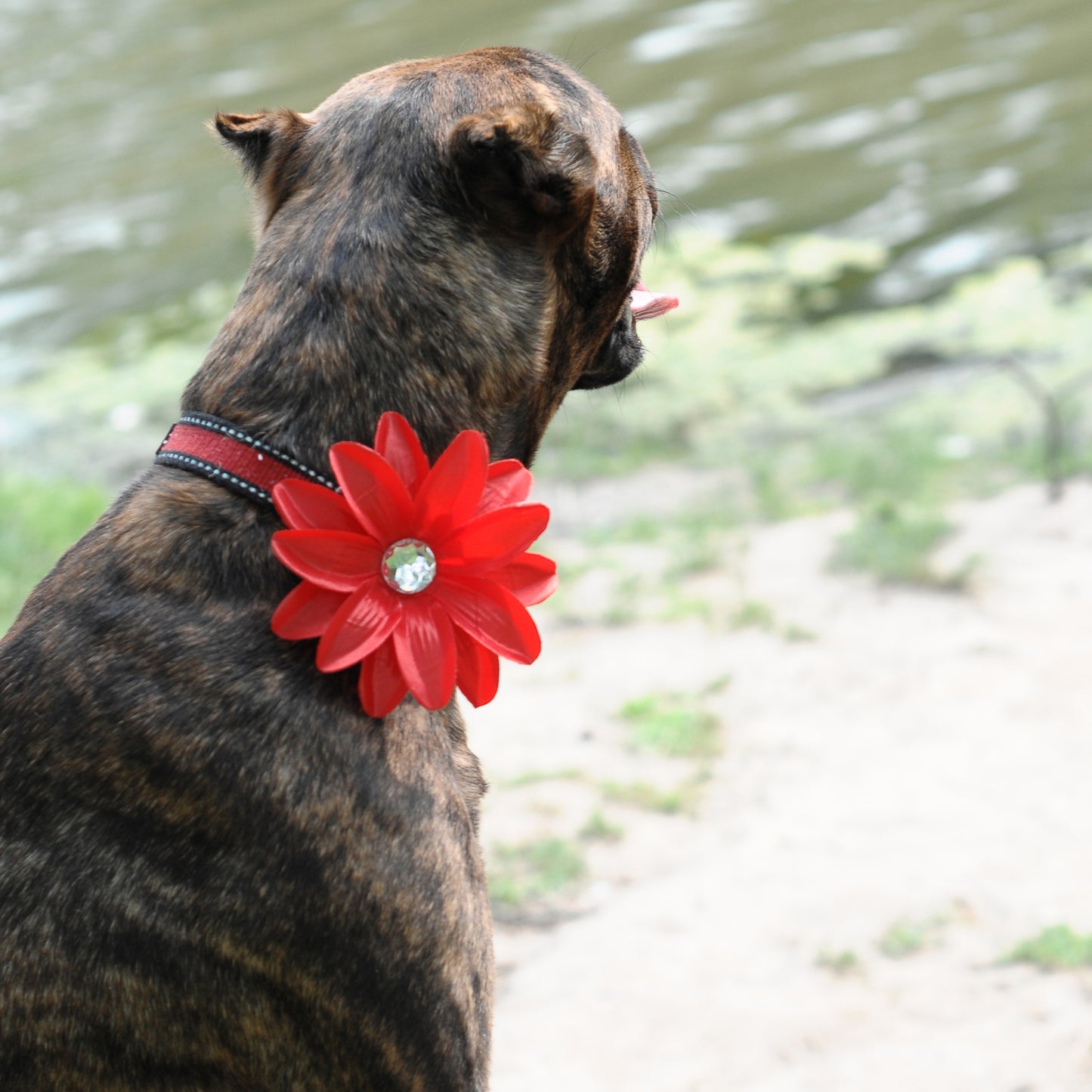 Lily Dog Collar Bloom Pack