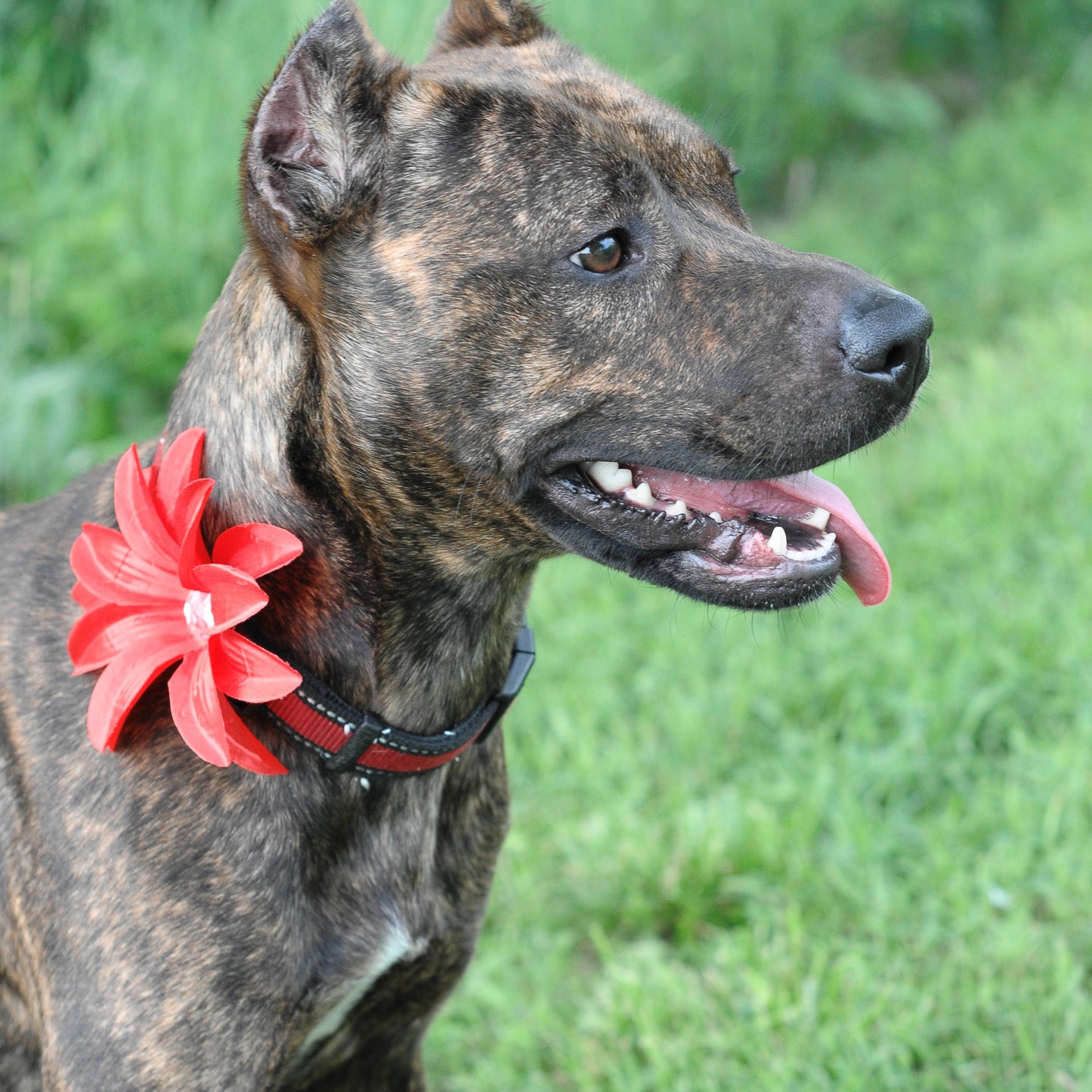 Lily Dog Collar Bloom Pack