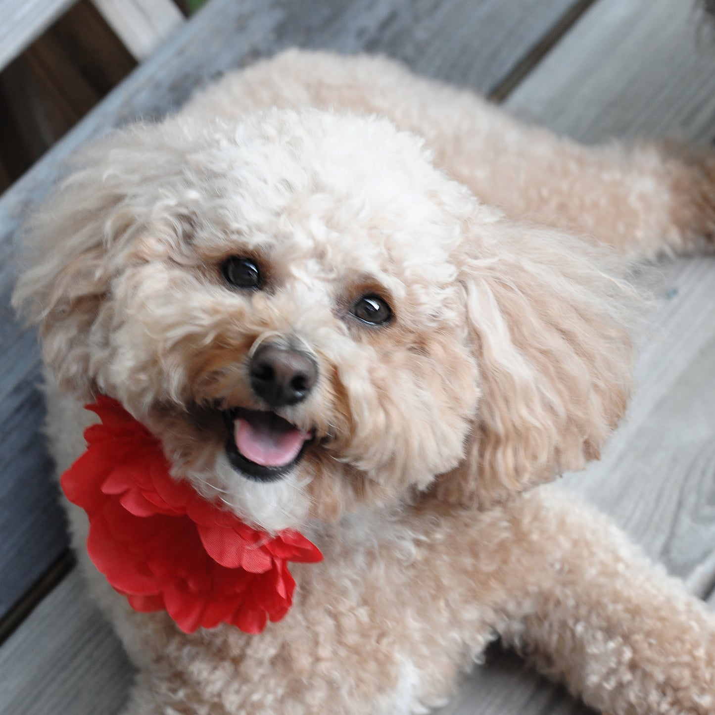 Peony Dog Collar Bloom Pack