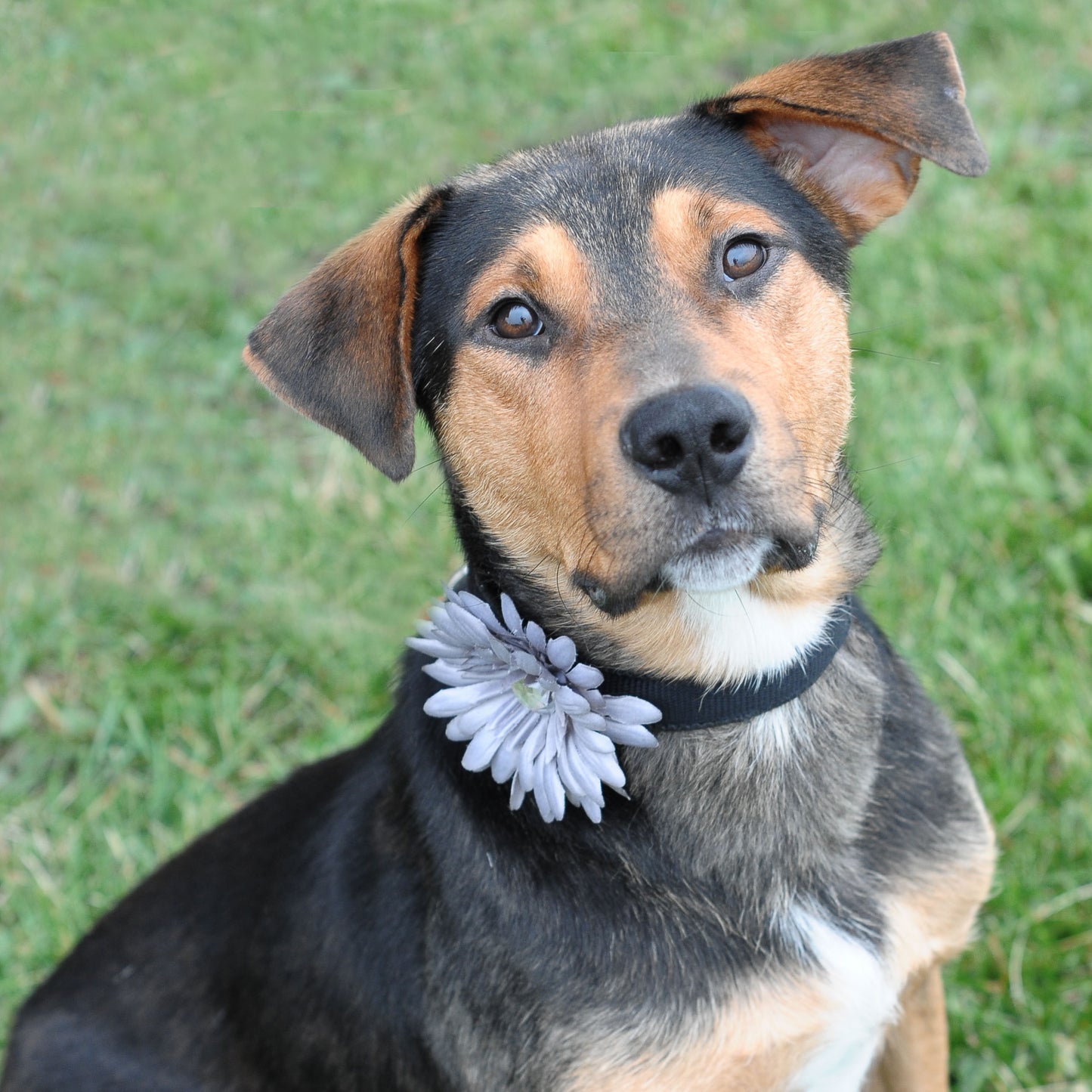 Daisy Dog Collar Bloom Pack