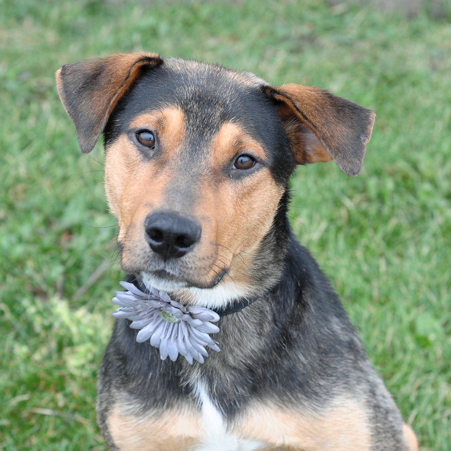 Daisy Dog Collar Bloom Pack