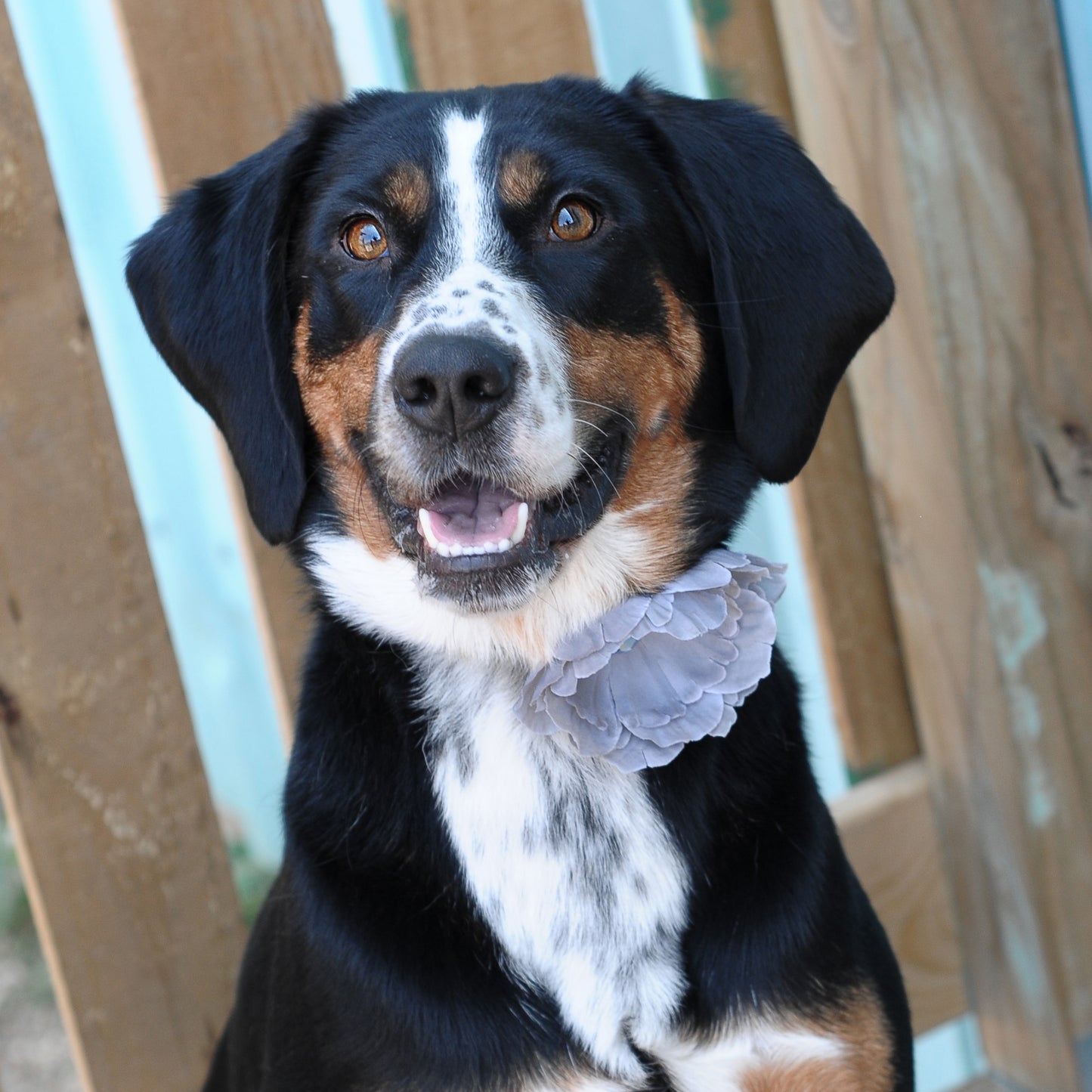 Peony Dog Collar Bloom Pack