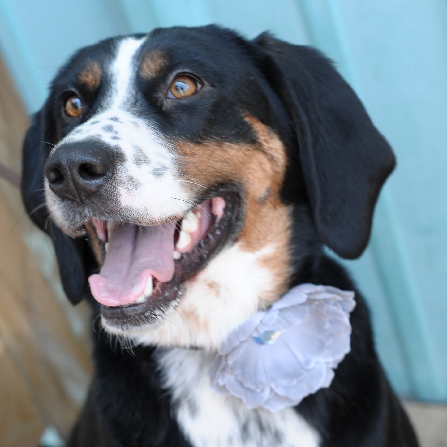 Peony Dog Collar Bloom Pack