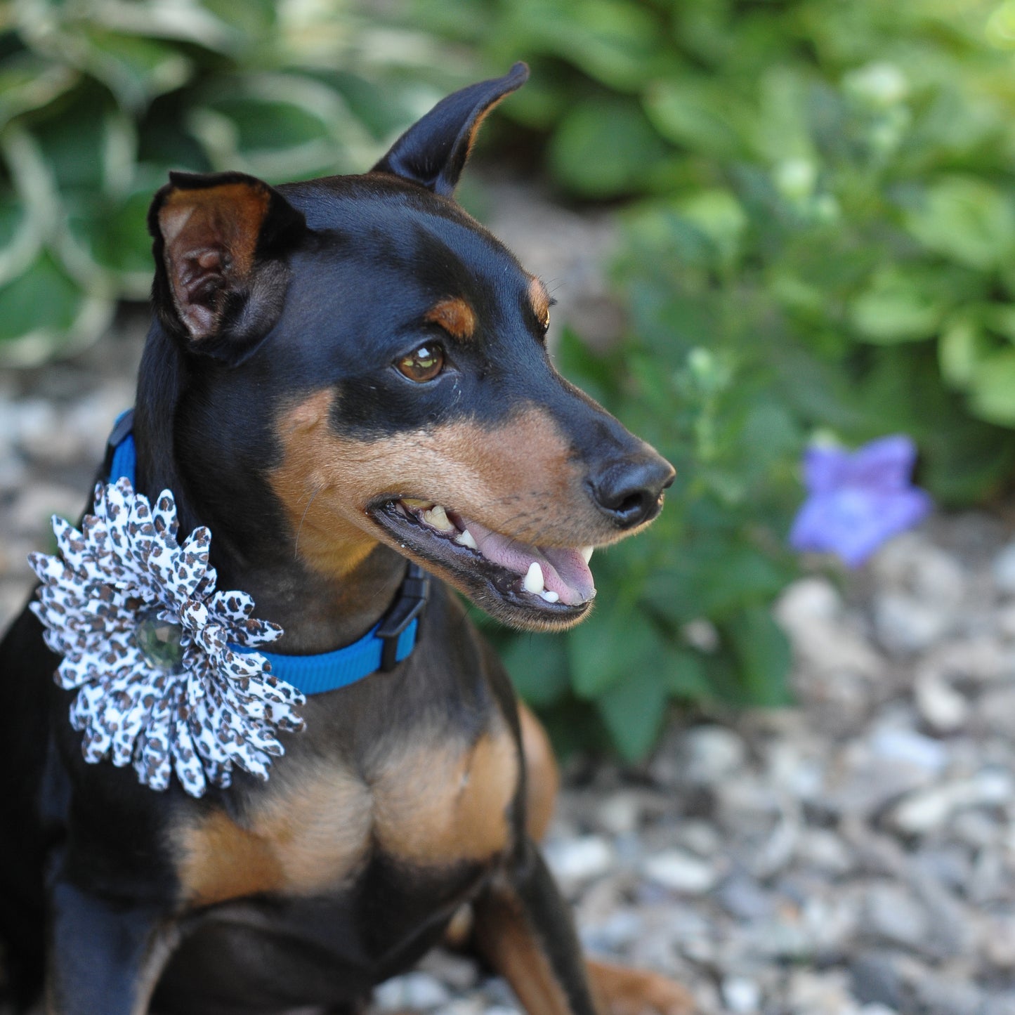 Daisy Dog Collar Bloom Pack