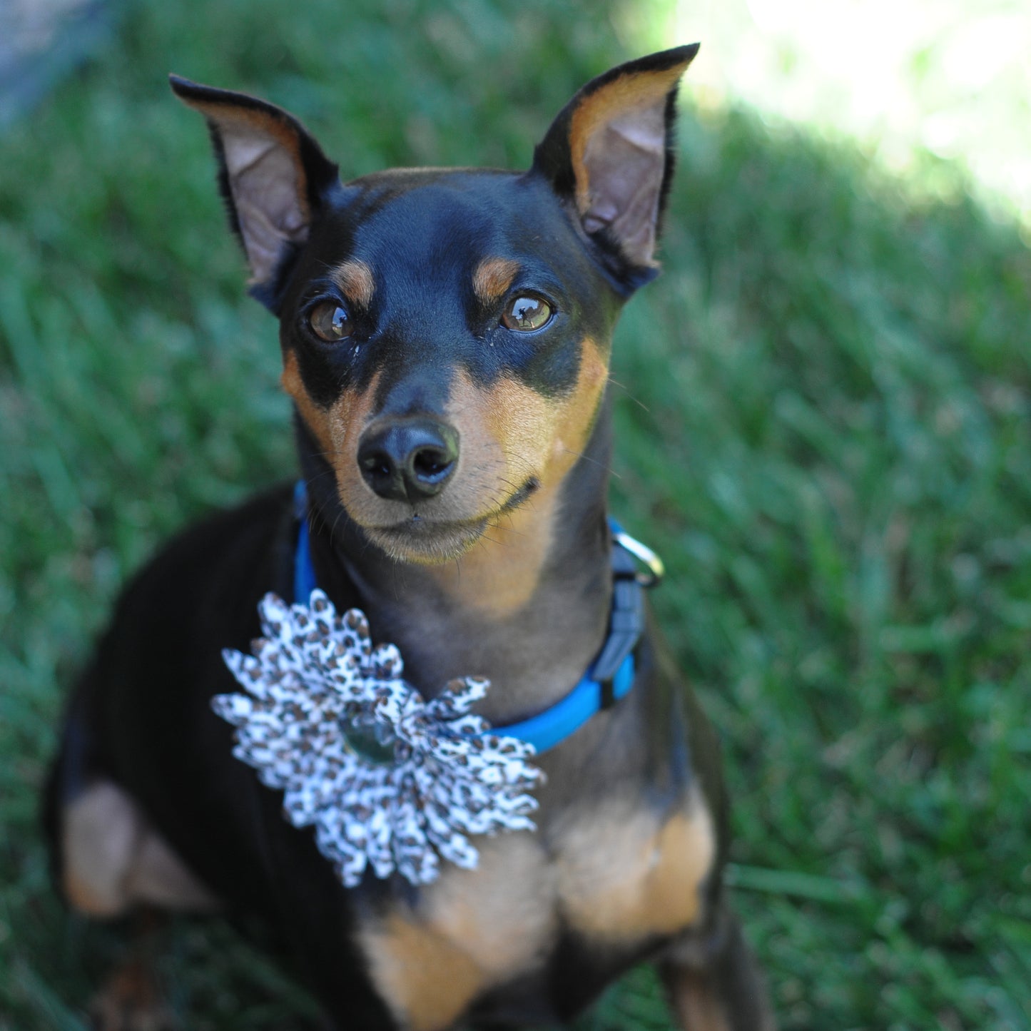 Daisy Dog Collar Bloom Pack