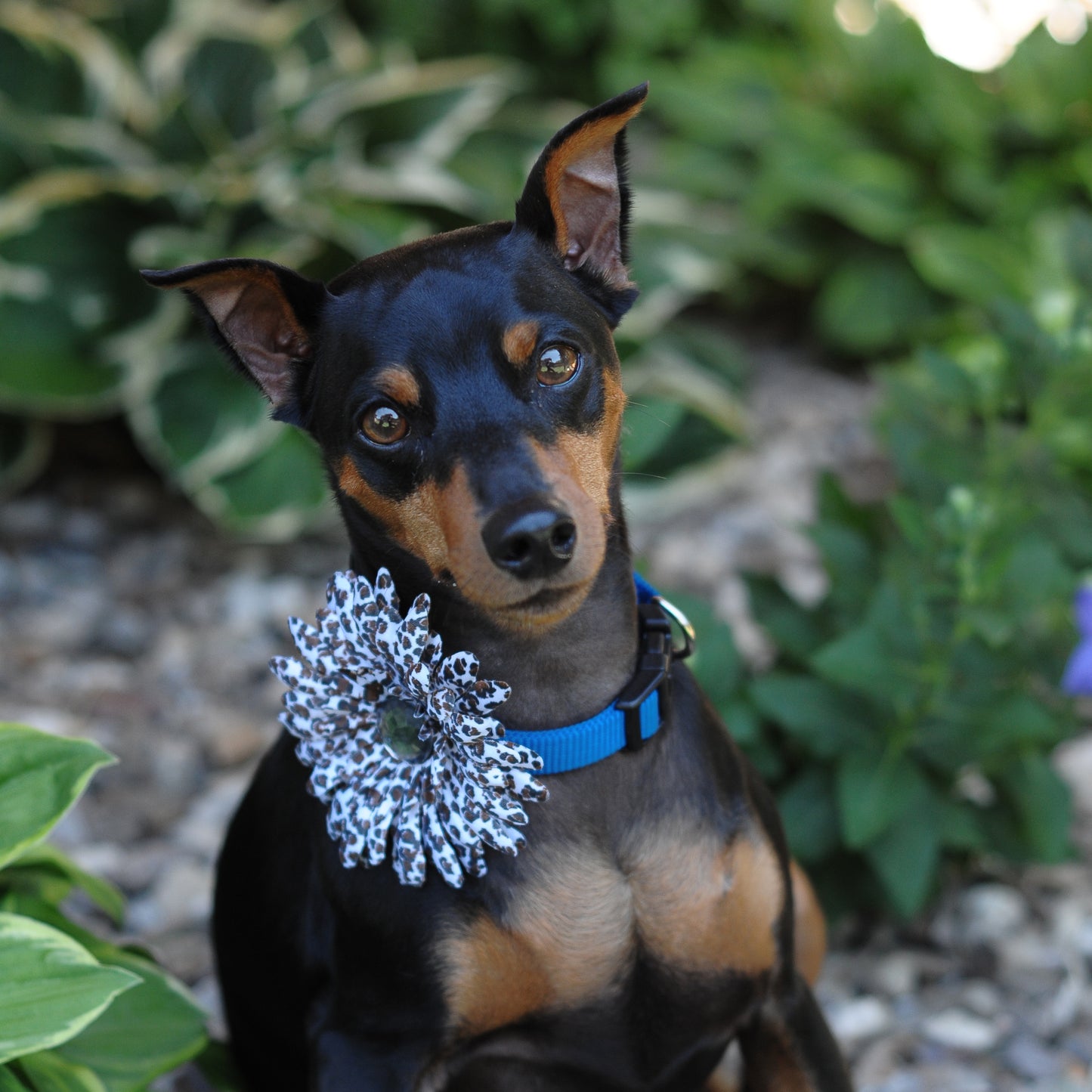 Daisy Dog Collar Bloom Pack