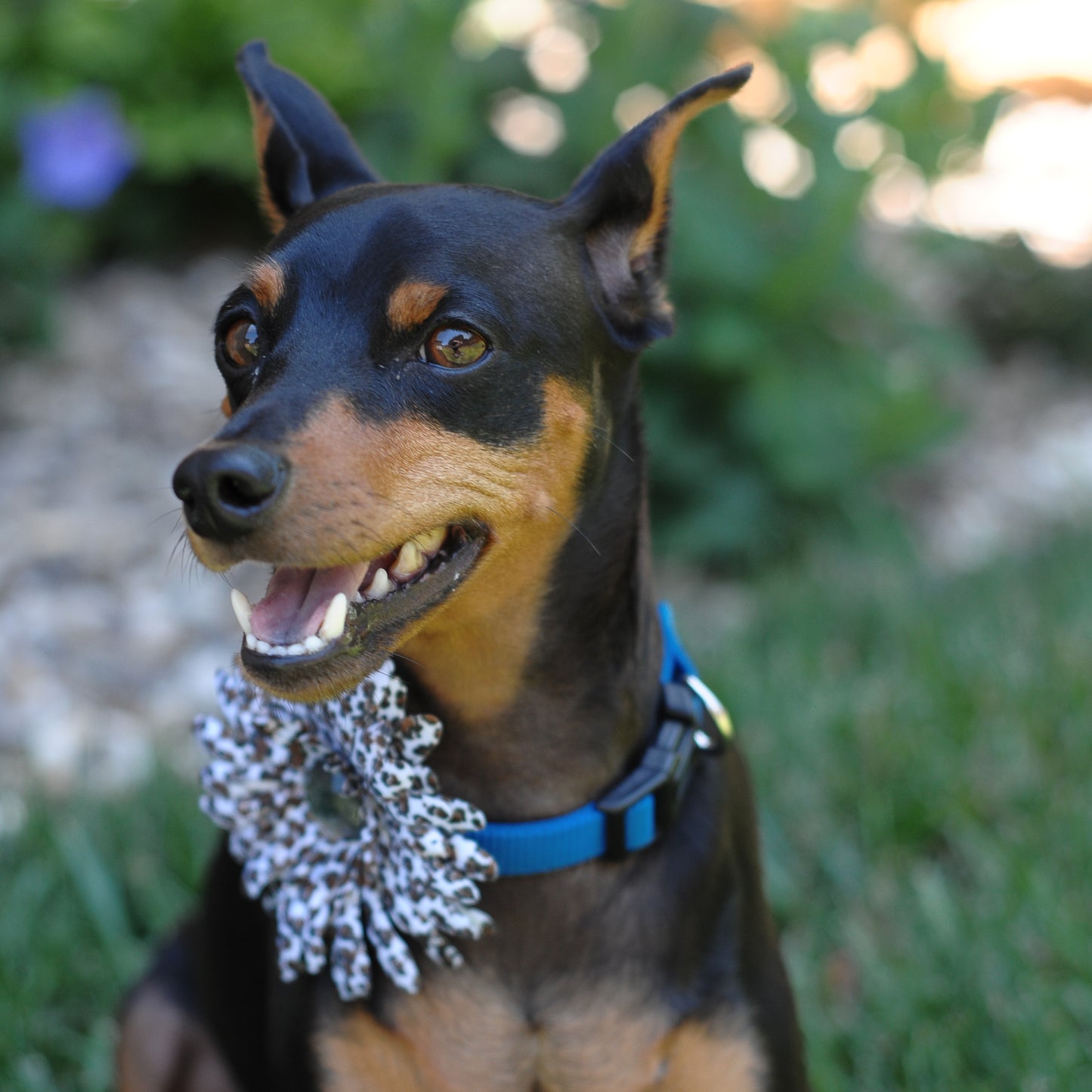 Daisy Dog Collar Bloom Pack