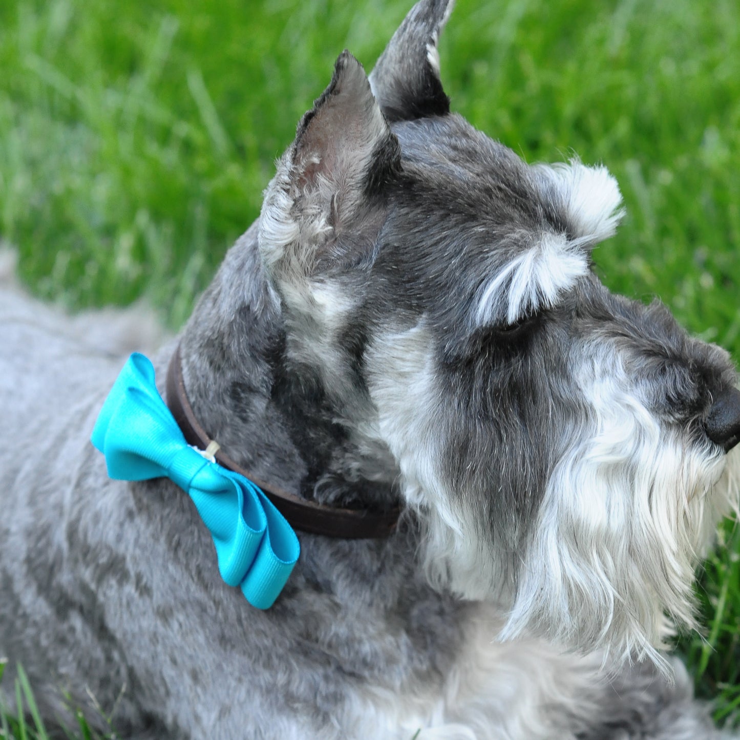 Dog Collar Bowtie Pack Large