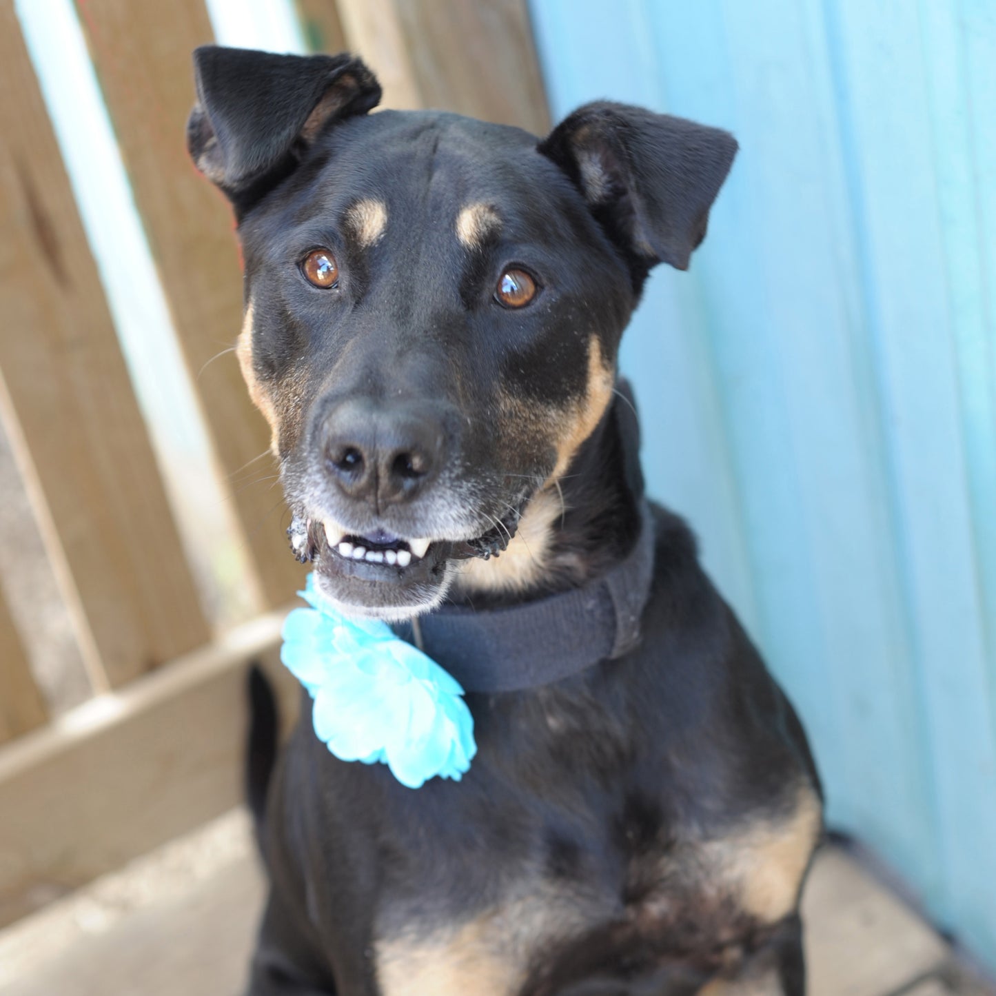 Peony Dog Collar Bloom Pack