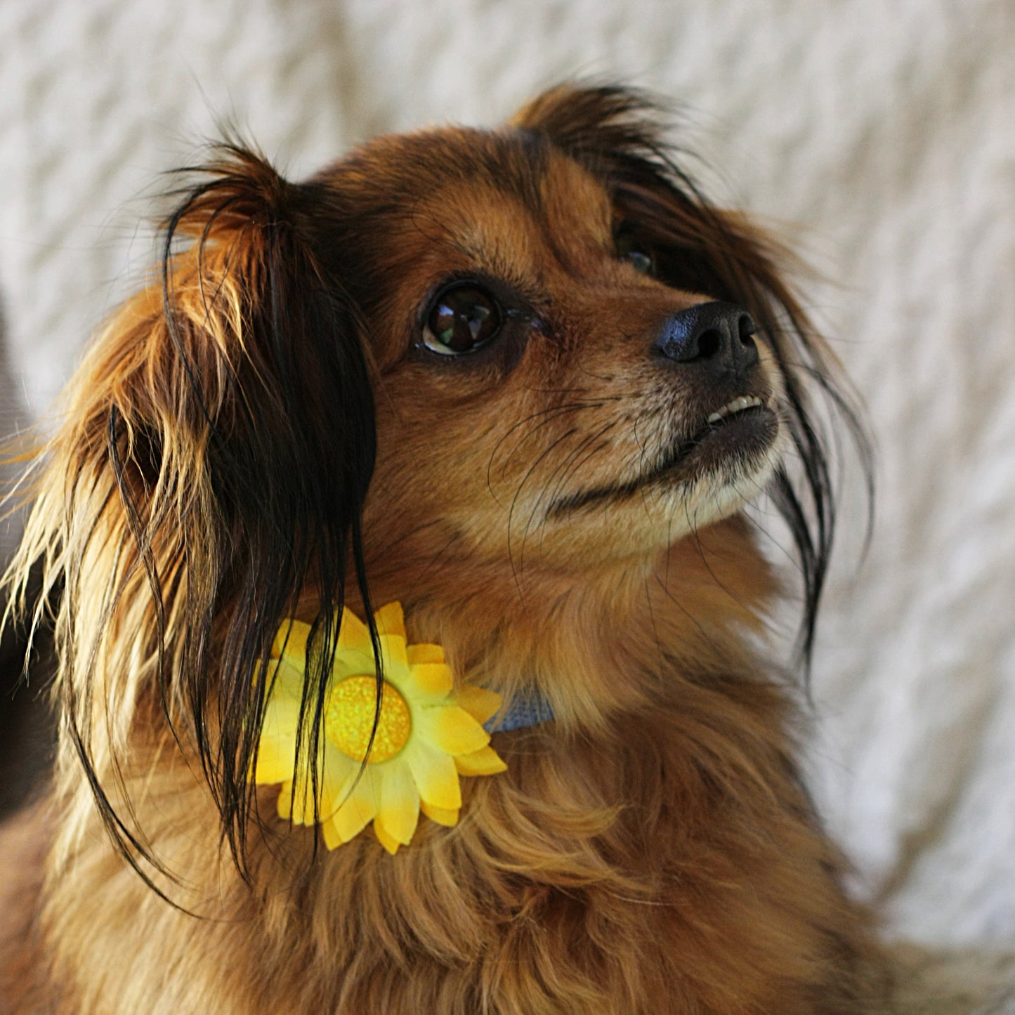 Mini Daisy Dog Collar Bloom Pack