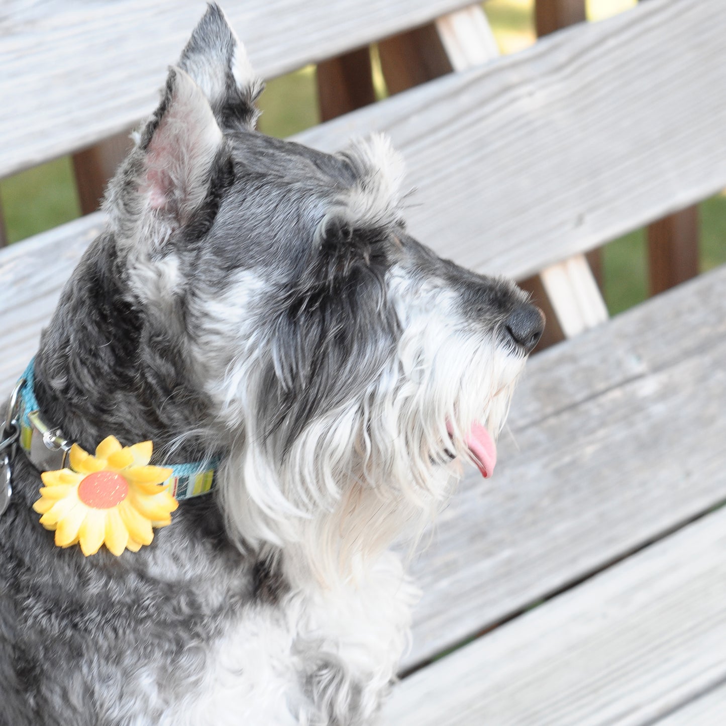 Mini Daisy Dog Collar Bloom Pack