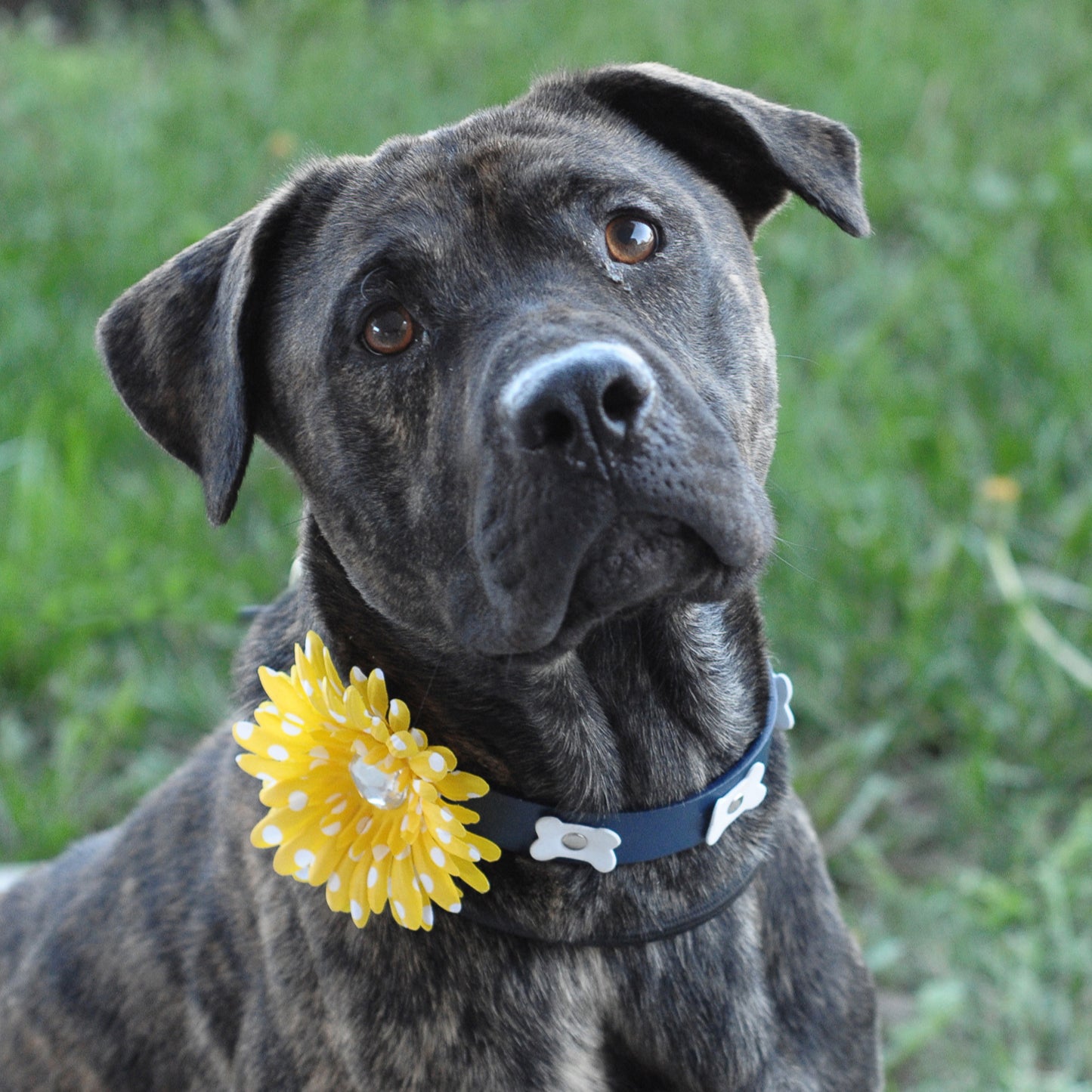Daisy Dog Collar Bloom Pack