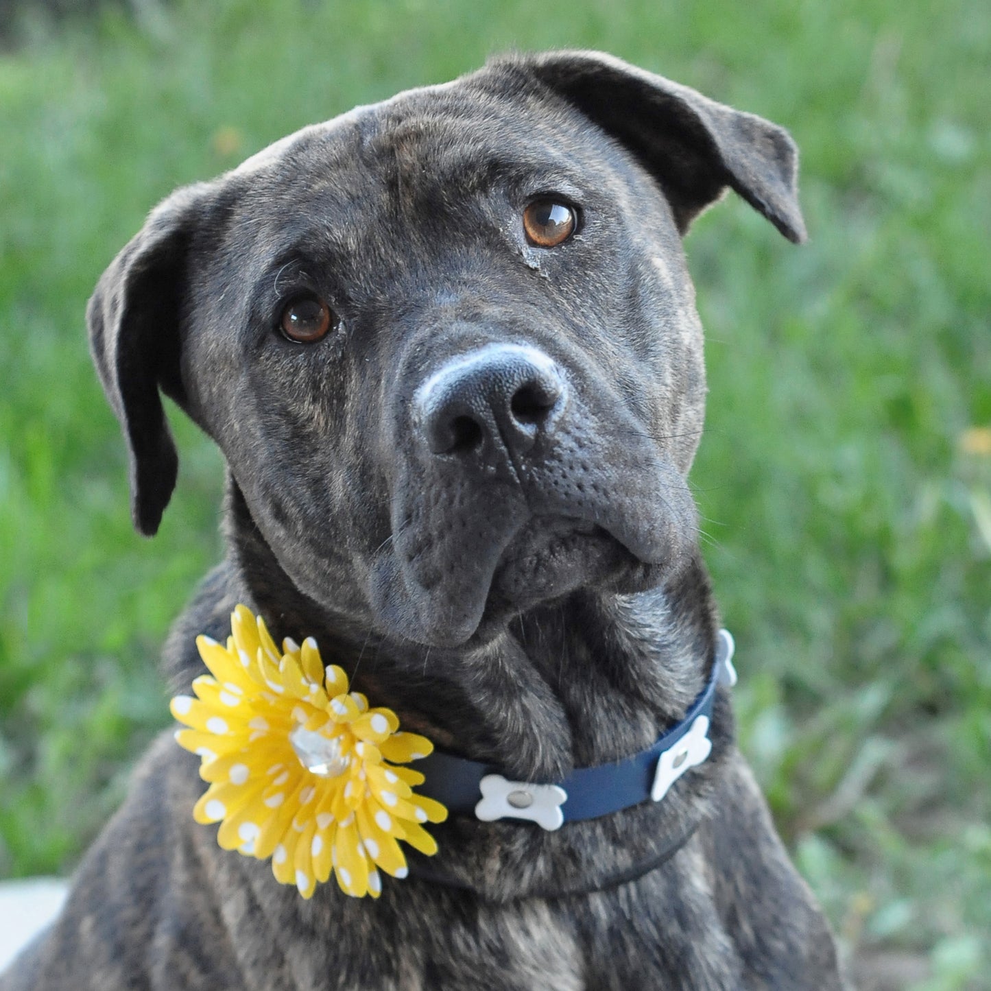 Daisy Dog Collar Bloom Pack