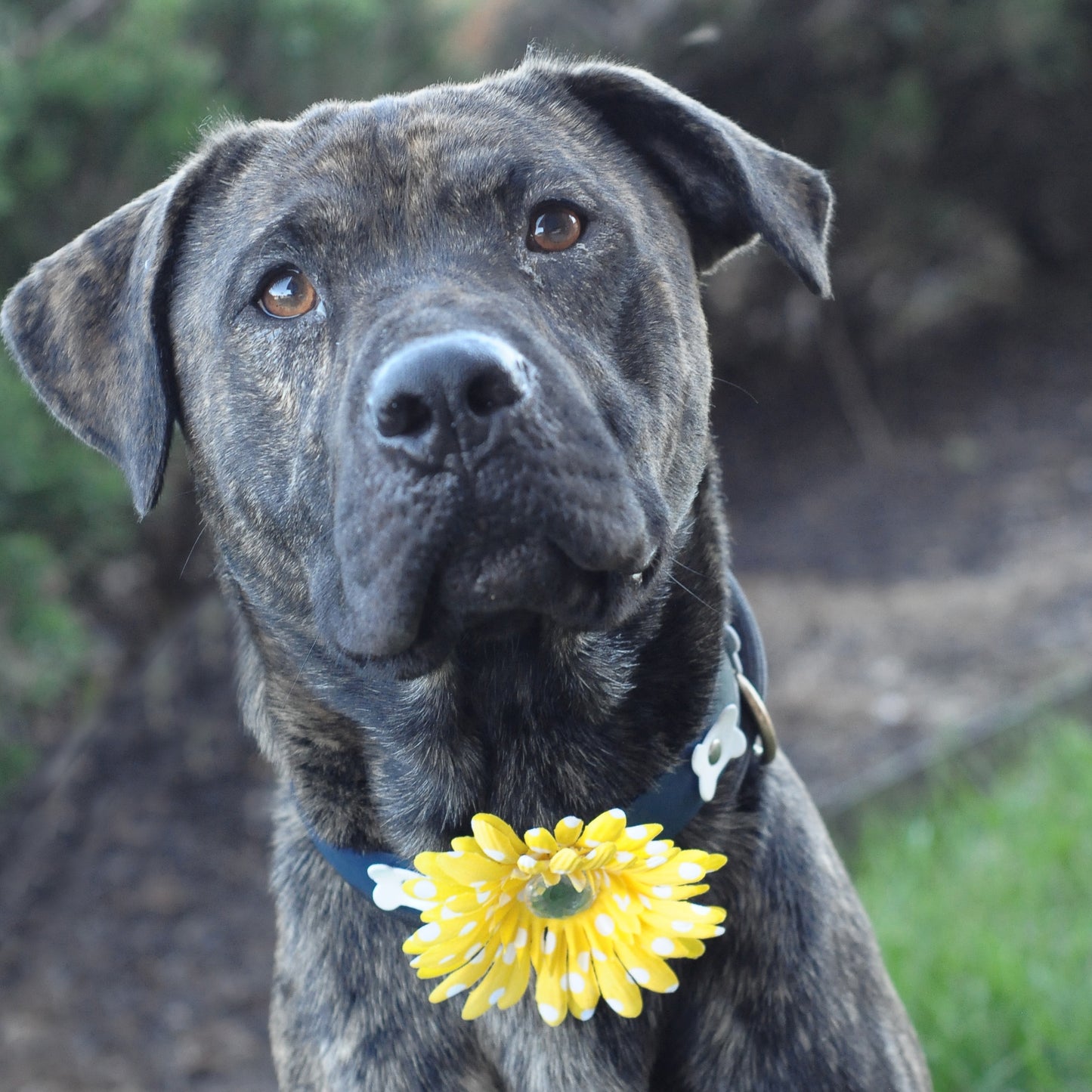 Daisy Dog Collar Bloom Pack