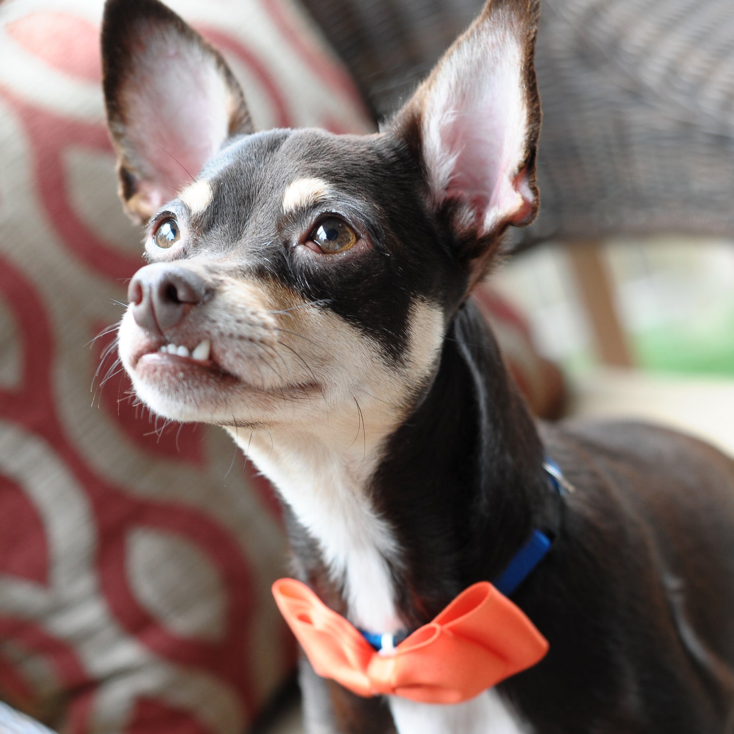 Dog Collar Bowtie Pack Large