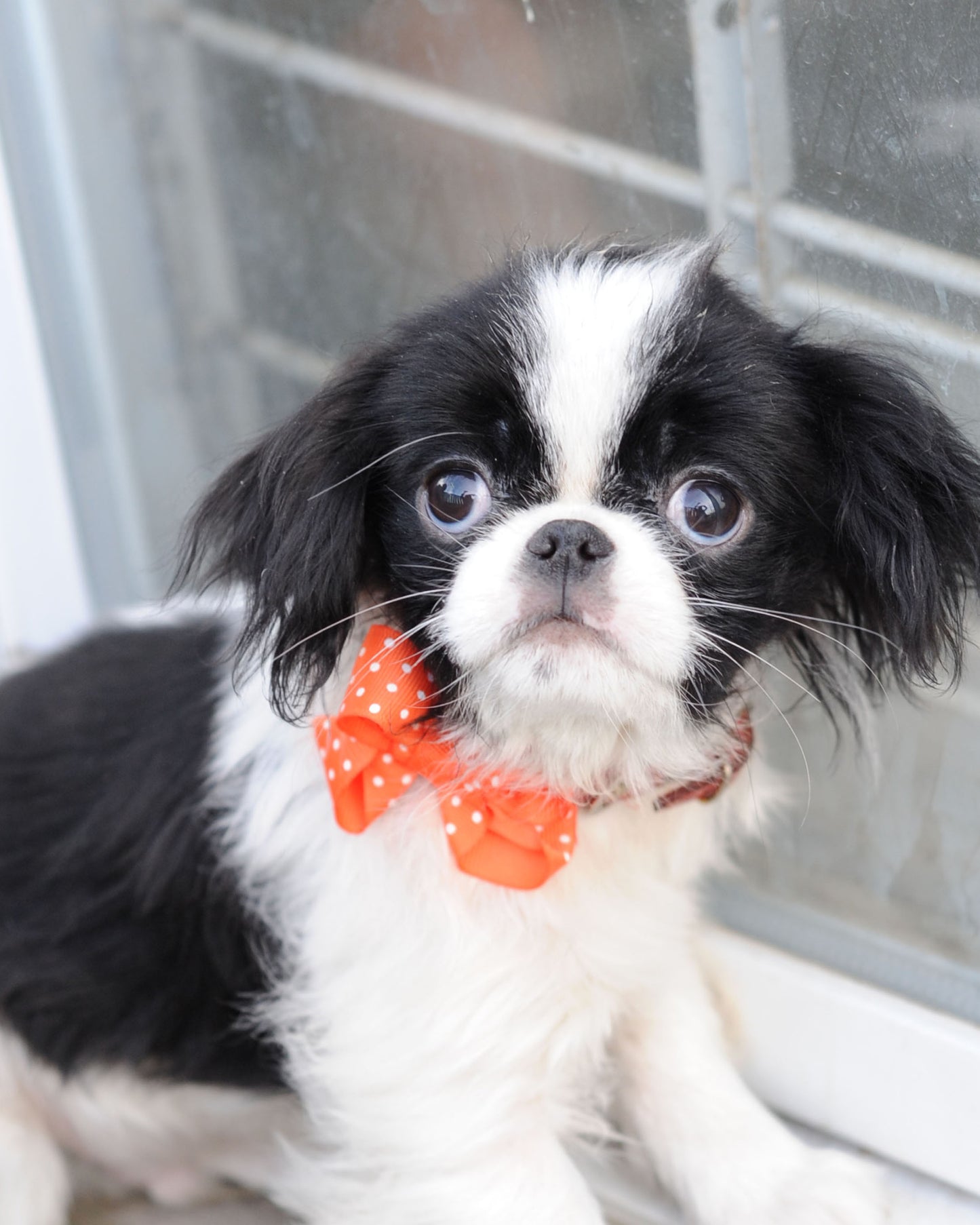 Dog Collar Bow Pack Bitty