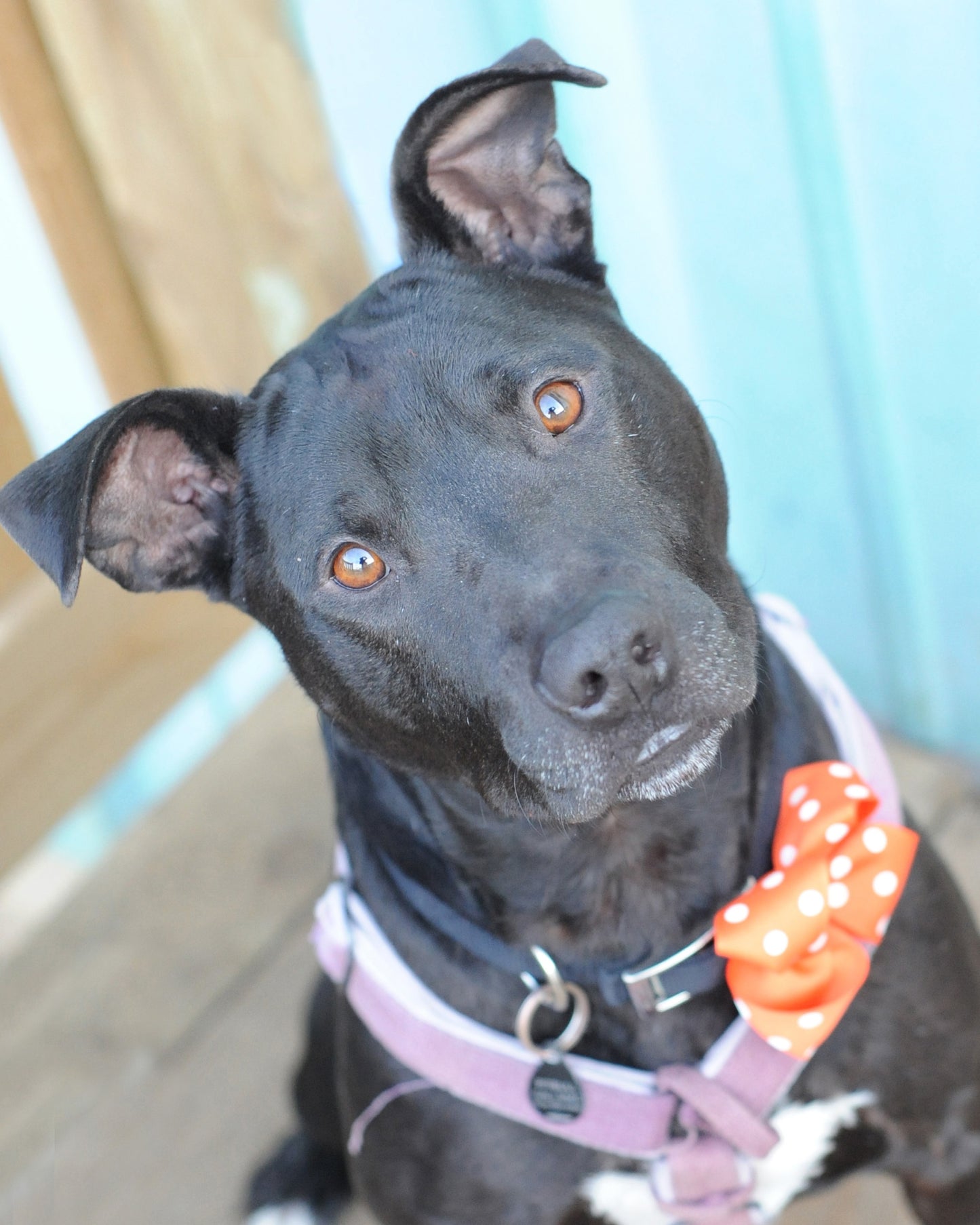 Dog Collar Bow Pack Large