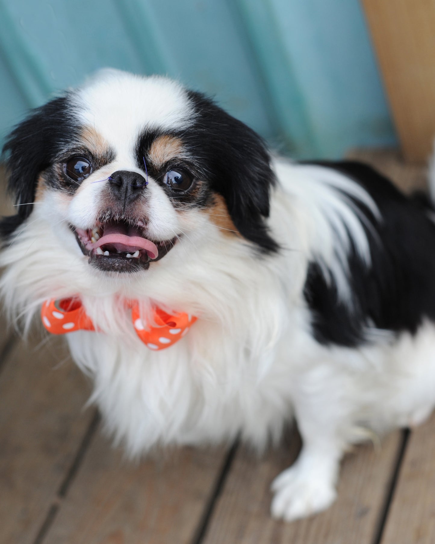 Dog Collar Bow Pack Large