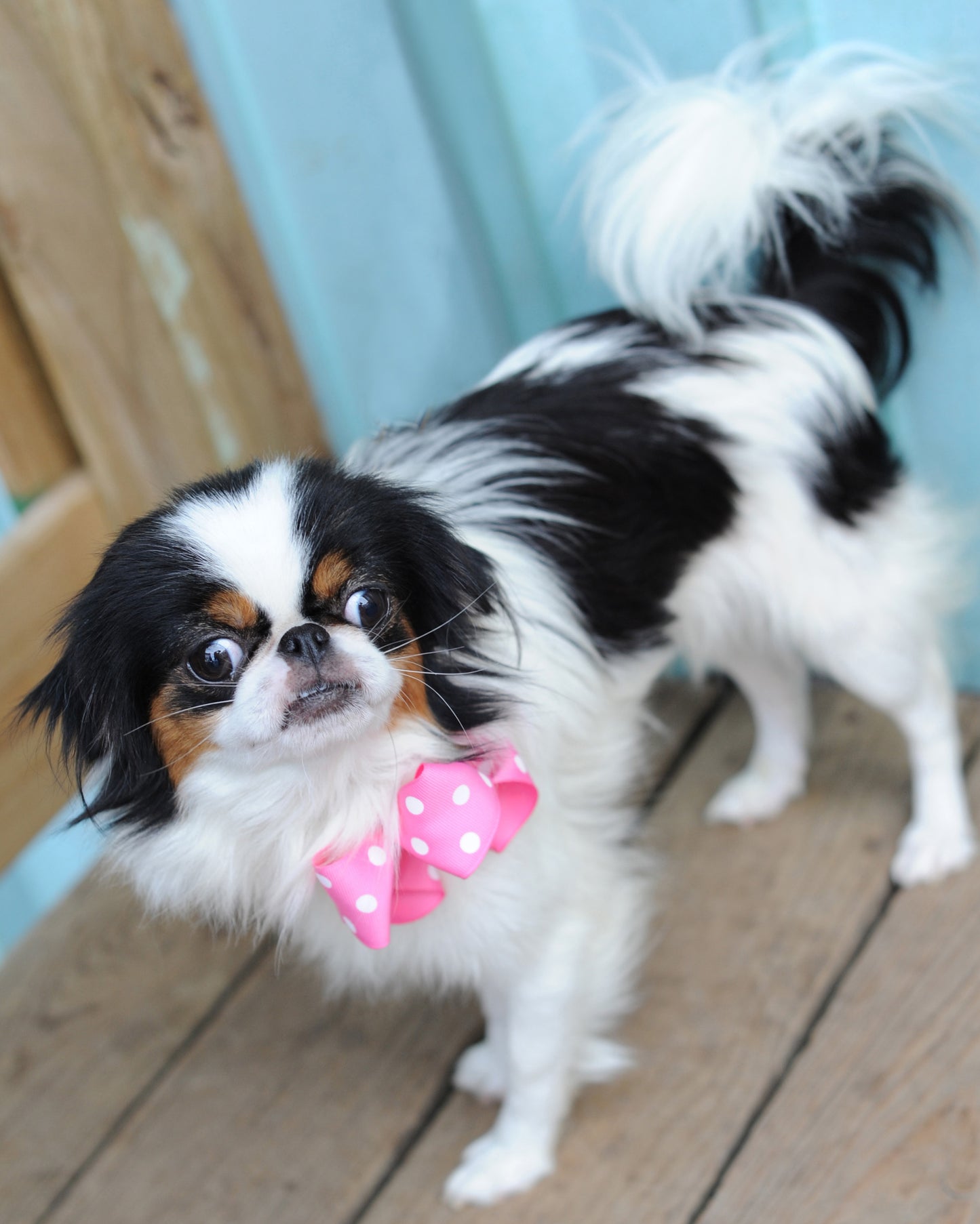 Dog Collar Bow Pack Large