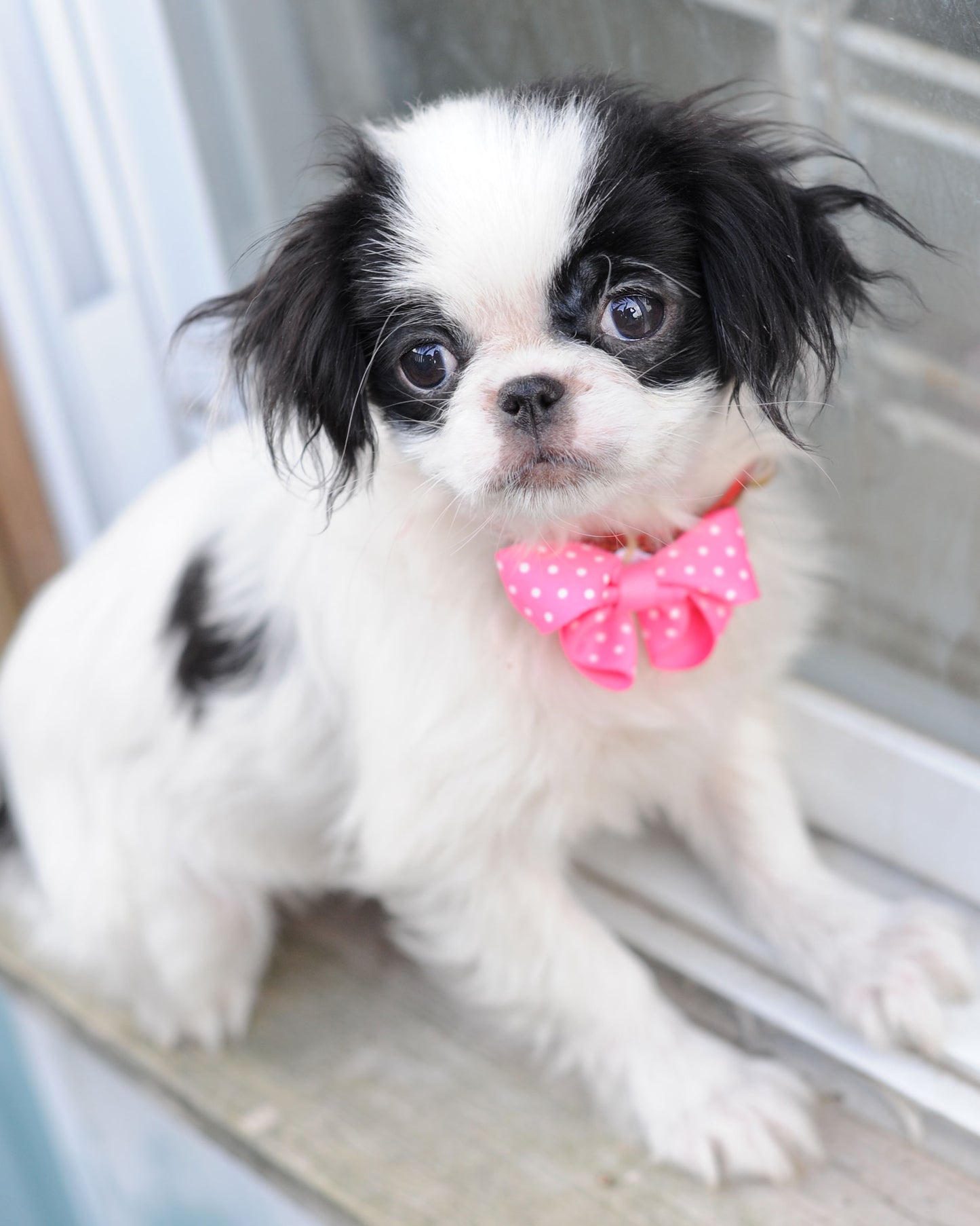 Dog Collar Bow Pack Bitty